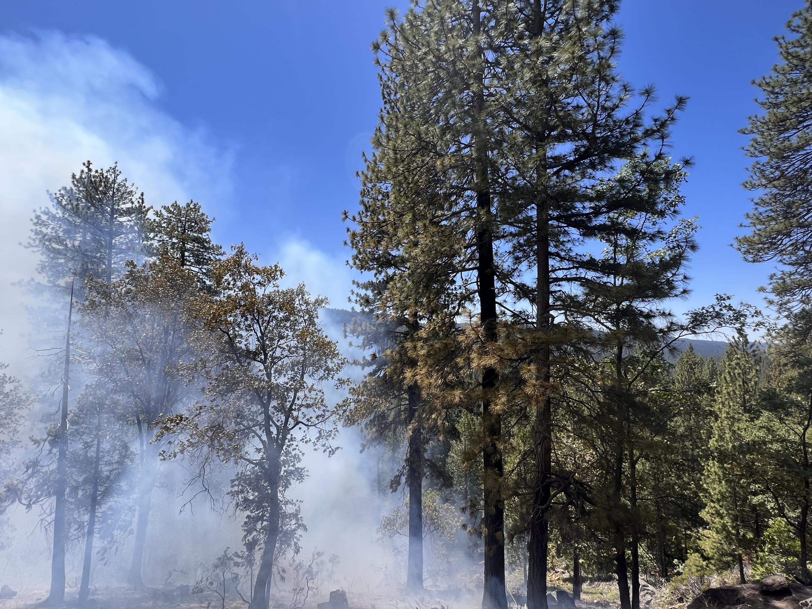 Strawberry prescribed burn along Crabtree Road. Left side of photo shows smoke column and burnt vegetation. Right of photo shows handline dug by firefighers to divide green unit on the right. 