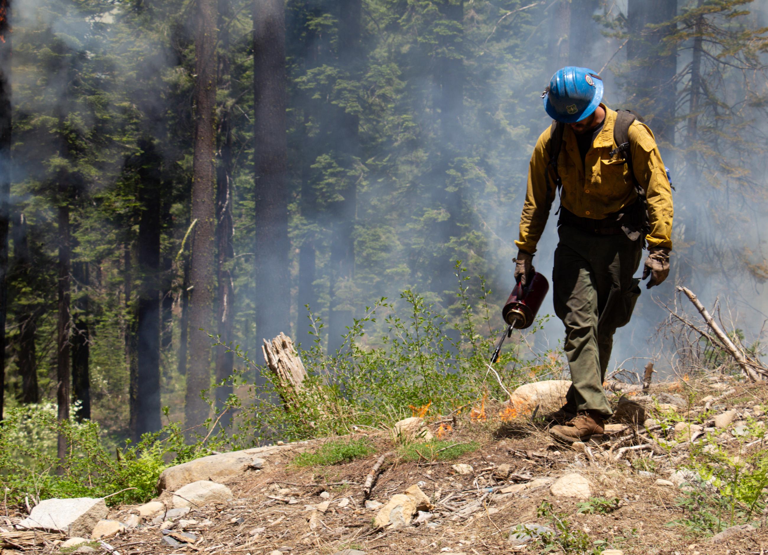 Firefighter using drop torch to ignite prescribed burn. 