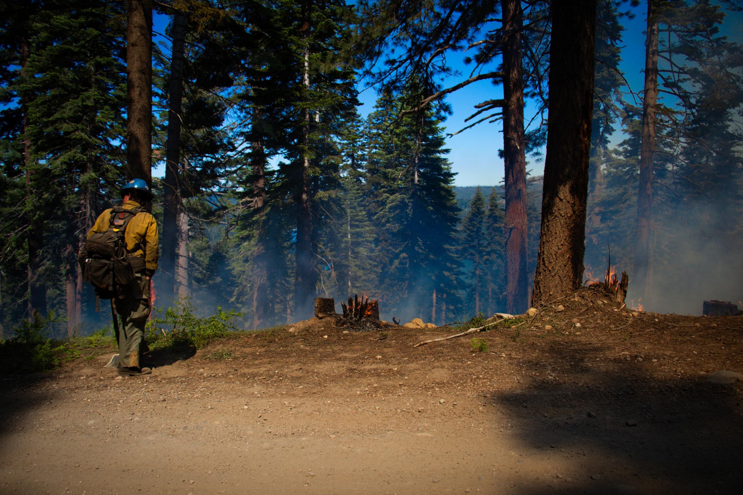 Firefighter patrolling prescribed burn. 