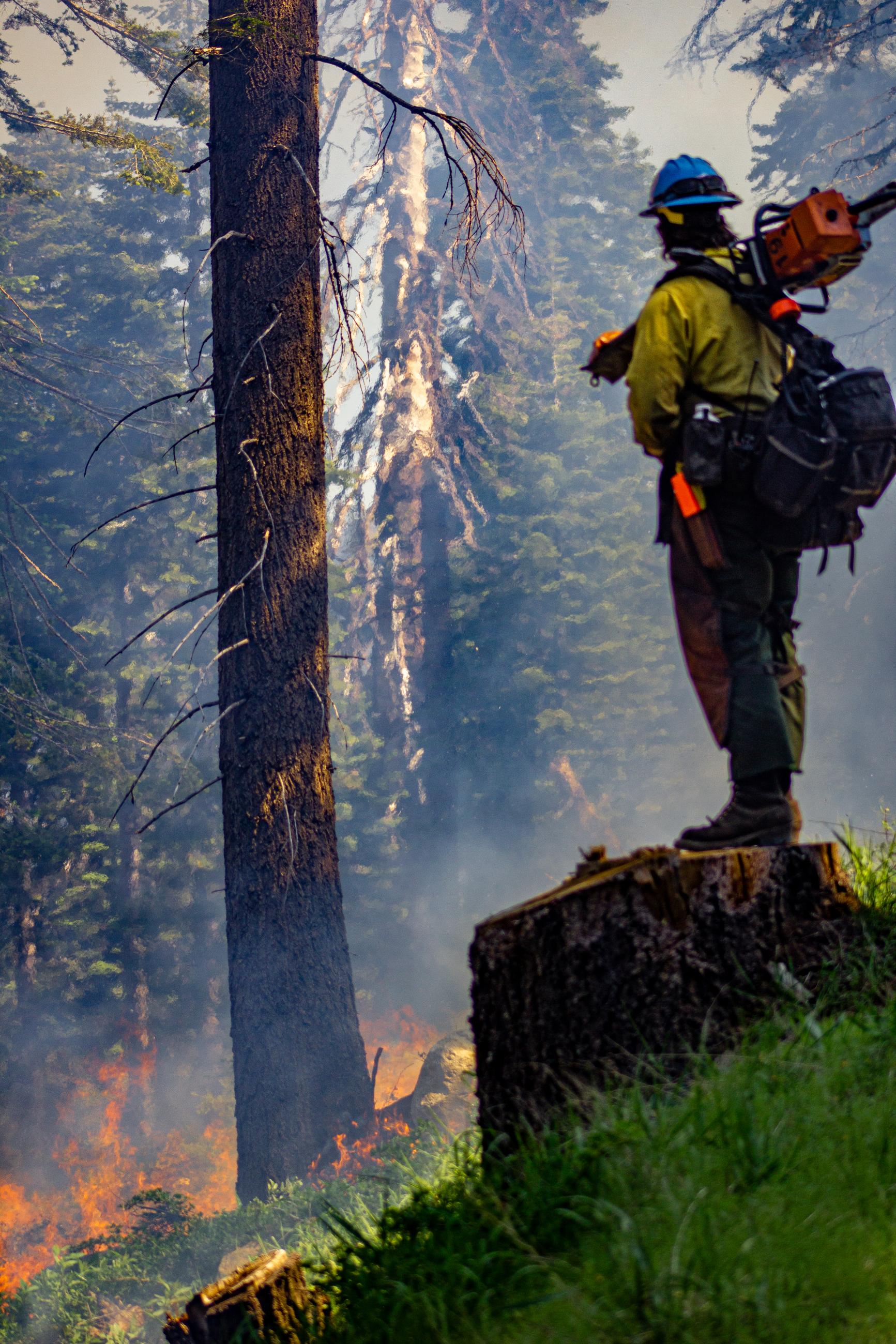 Firefighter standing with chainsaw, assisting with prescribed burn at French Meadows Reservoir on the Tahoe National Forest.