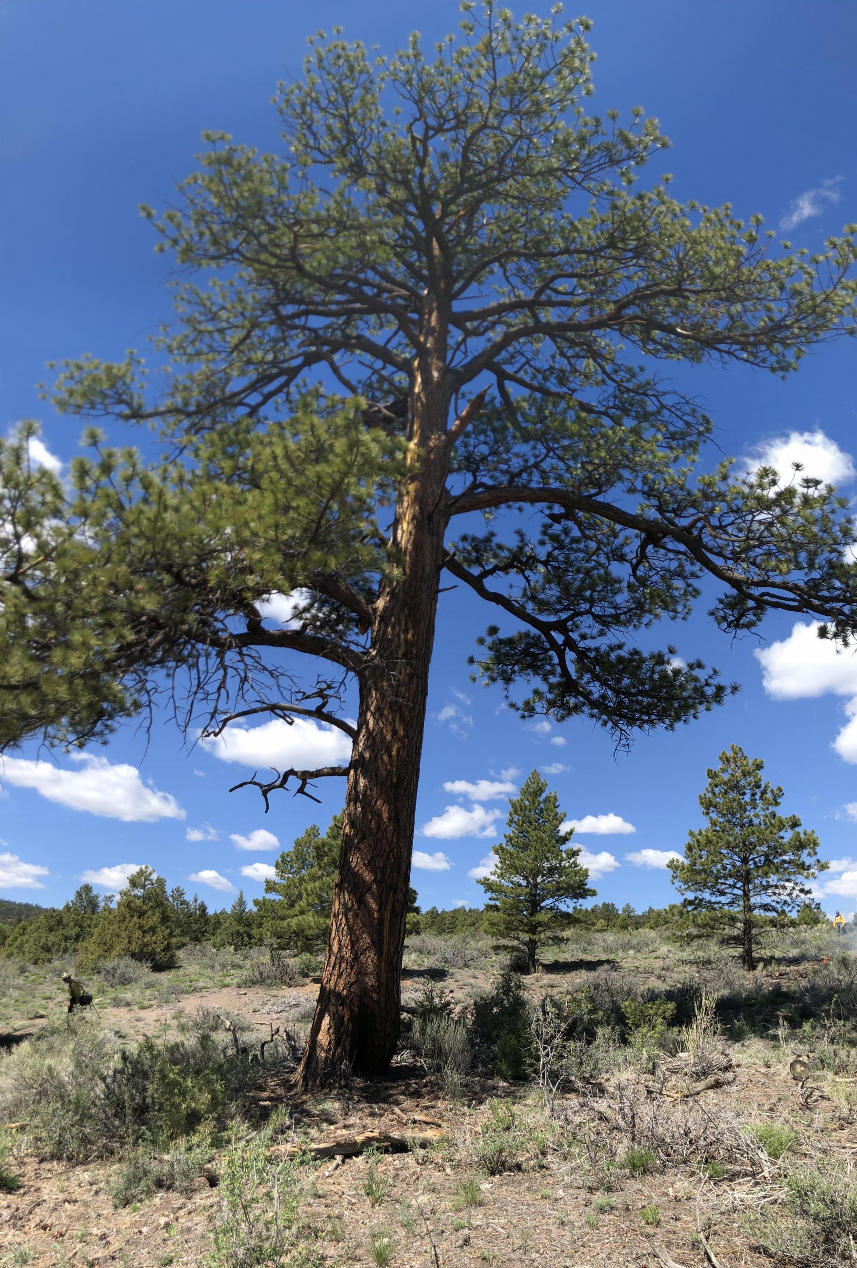 A ponderosa pine tree rises into the blue sky with a few white clouds. 