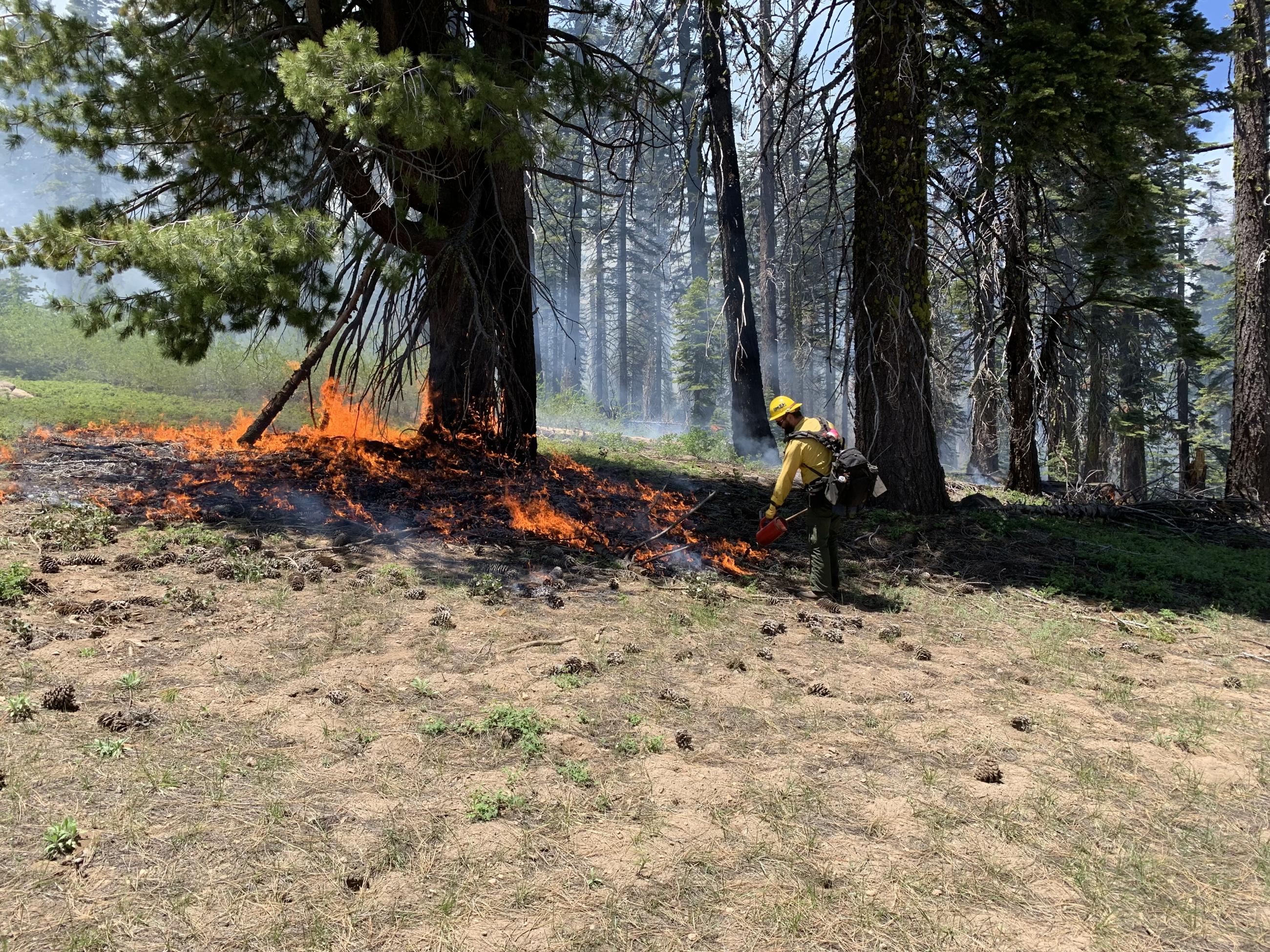 A wildland firefighter uses a drip torch to set prescribed fire