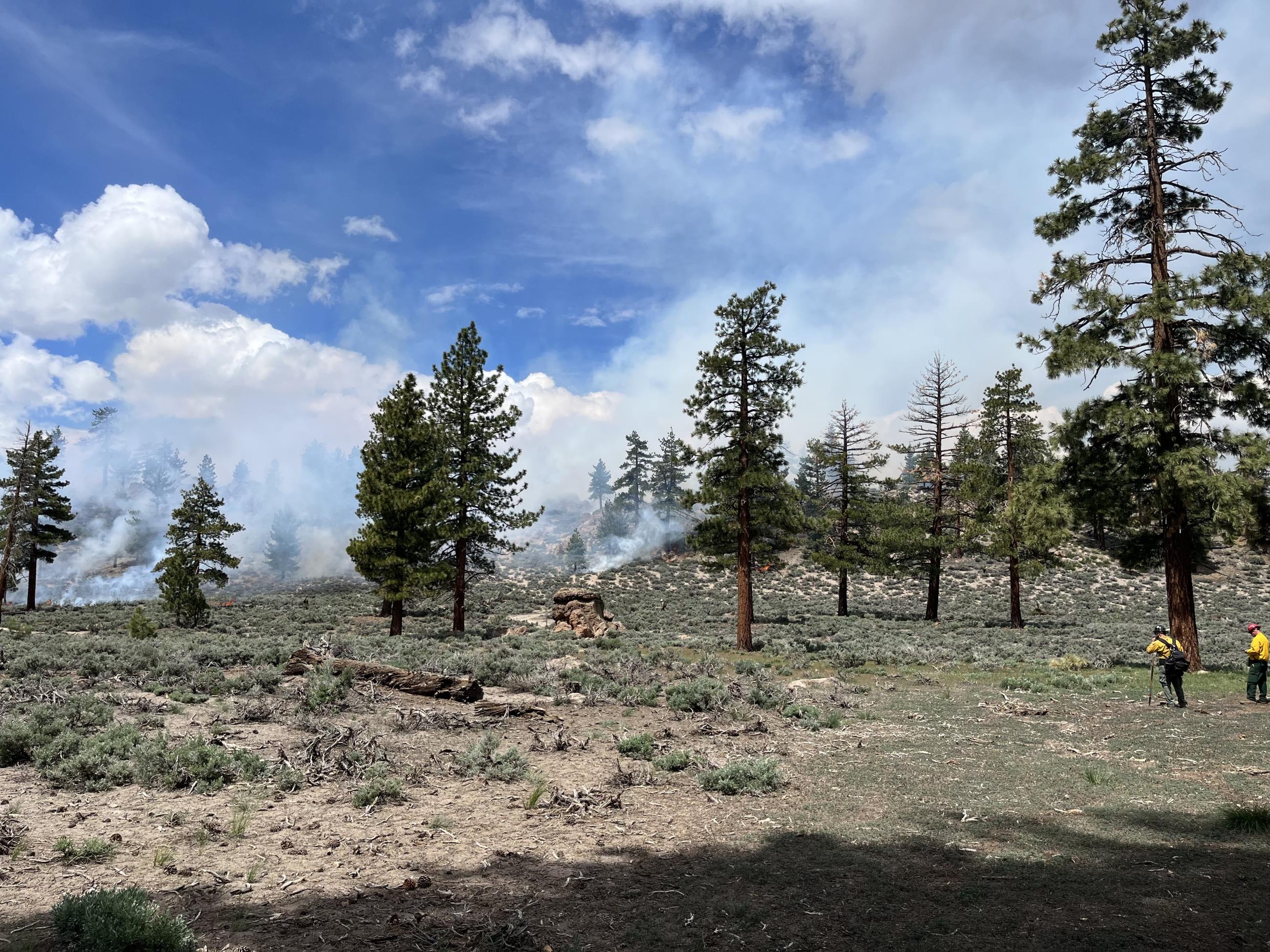 Image showing Casa Diablo Prescribed Burn Project Area