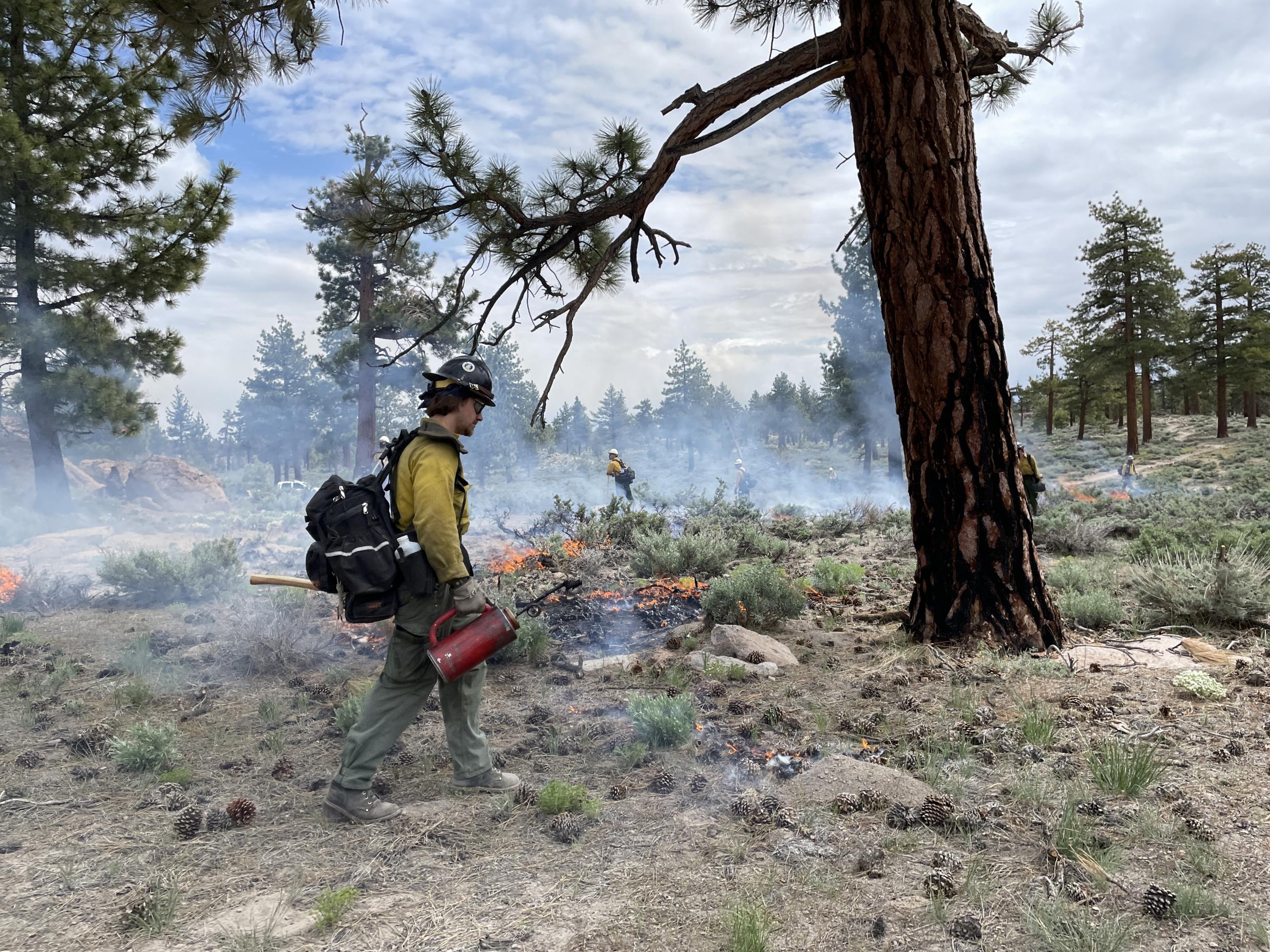 Image showing Burn in the Inyo NF Casa Diablo Prescribed Fire Project