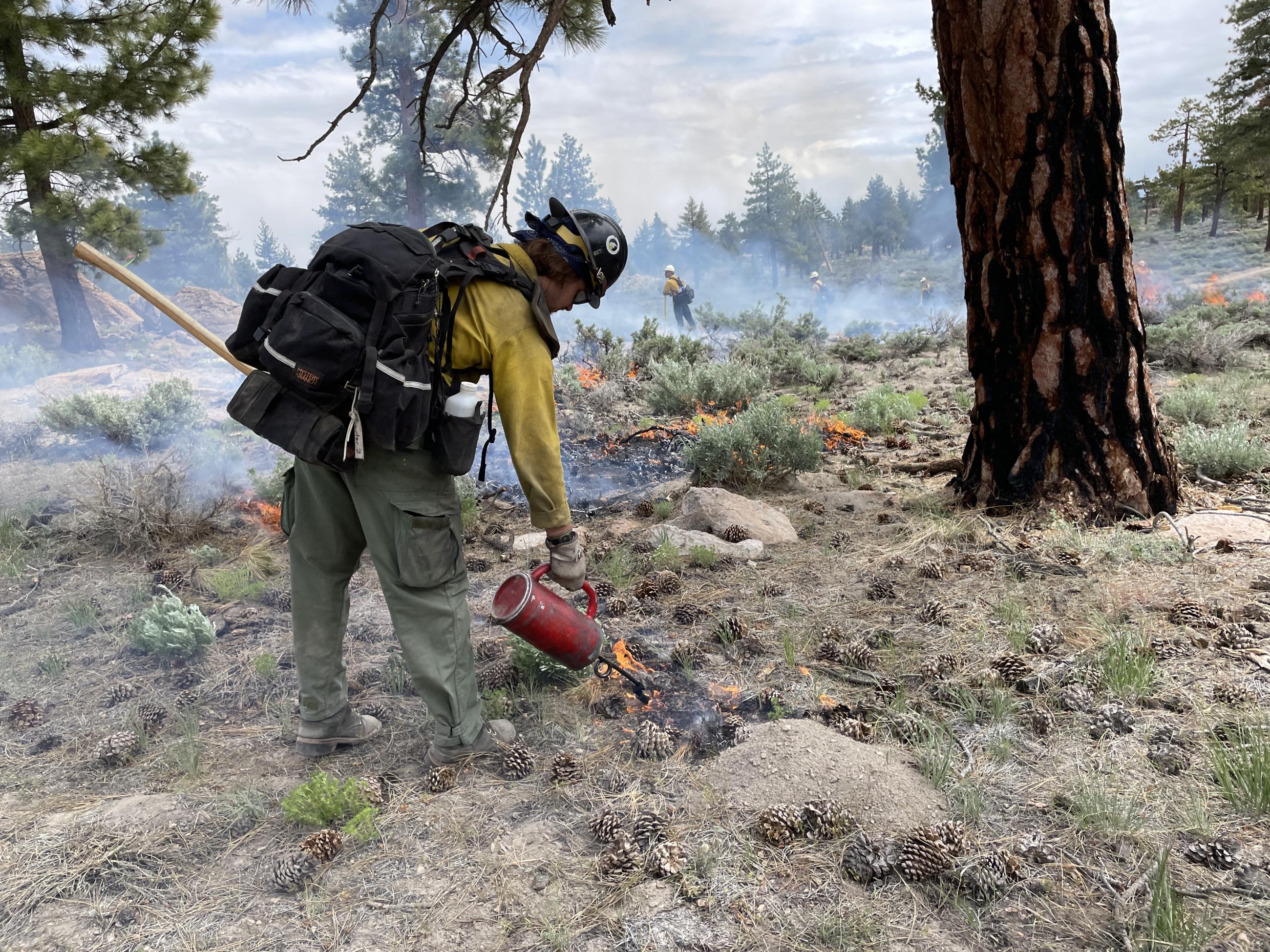 Image showing firefighter lighting the Casa Diablo Prescription Burning Project