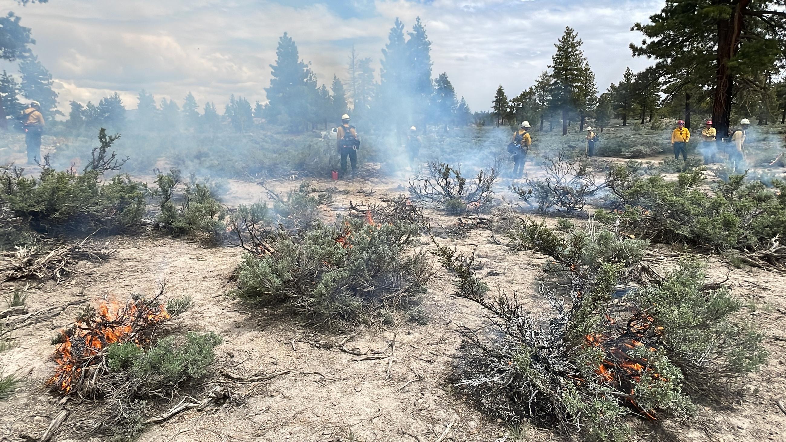 Image showing Burn in the Inyo NF Casa Diablo Prescribed Fire Project