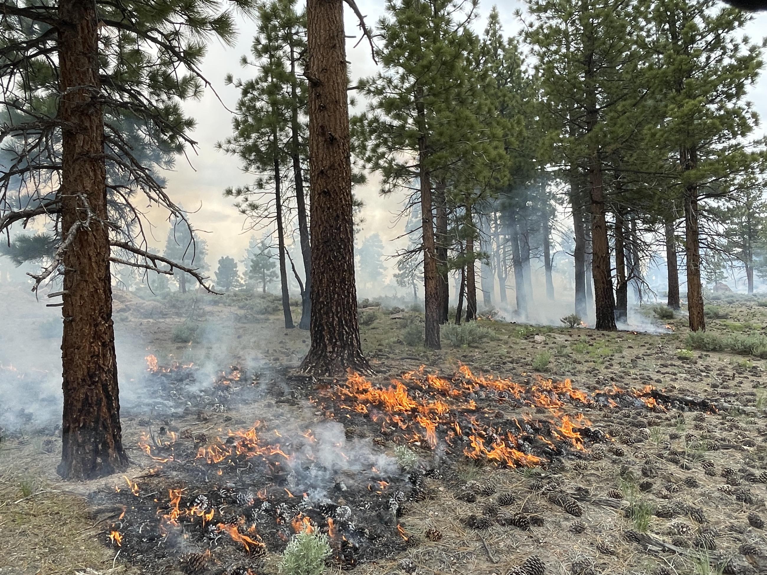 Image showing Burn in the Inyo NF Casa Diablo Prescribed Fire Project