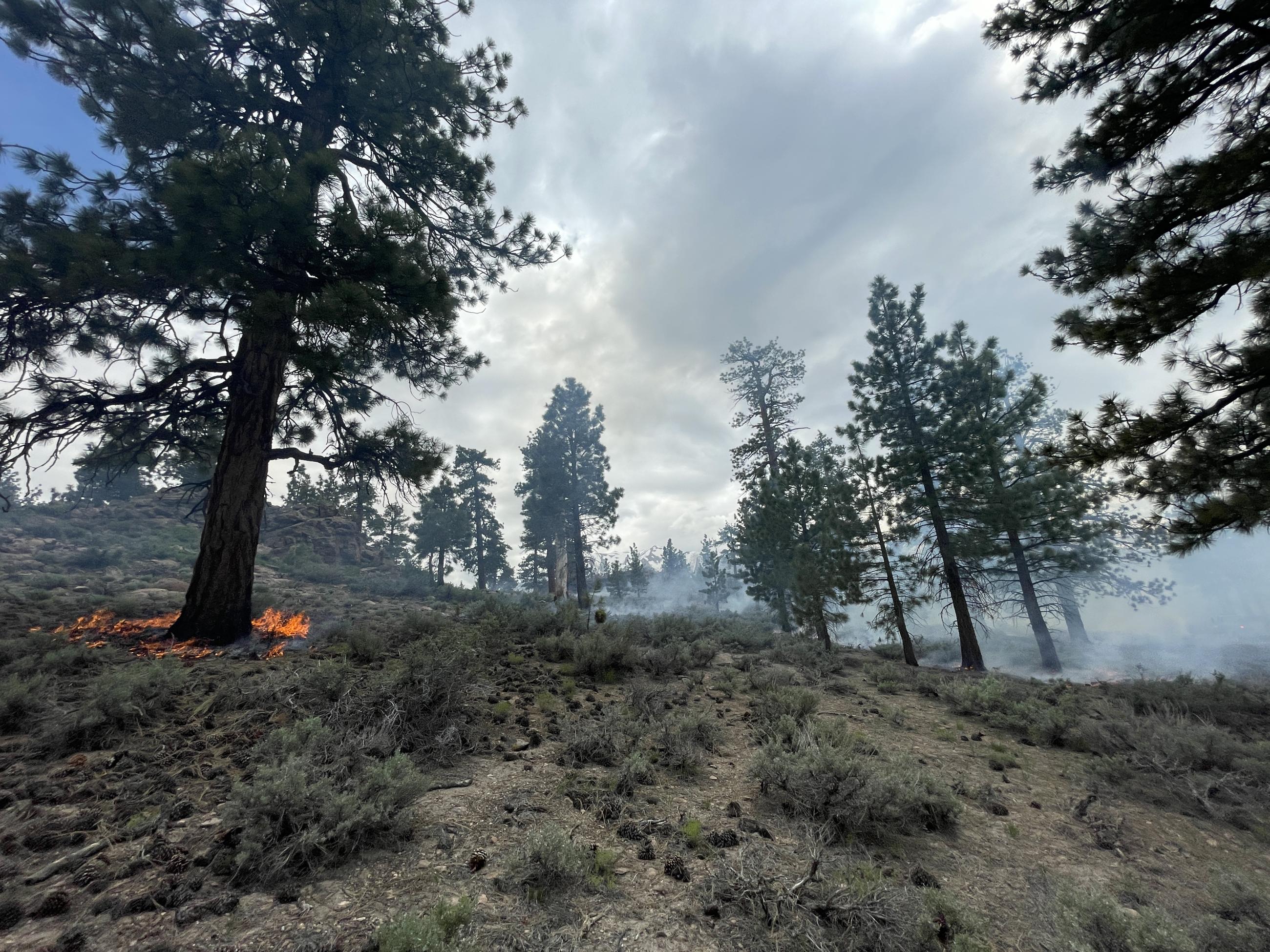 Image showing Burn in the Inyo NF Casa Diablo Prescribed Fire Project