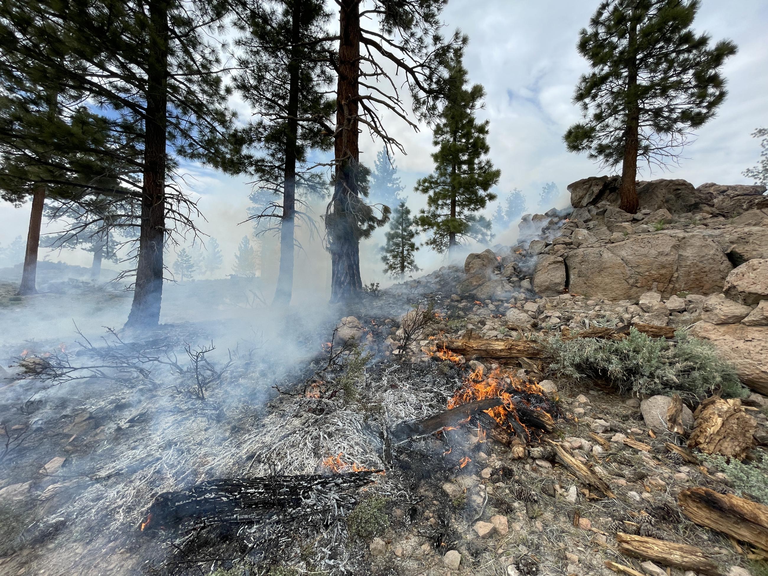 Image showing Burn in the Inyo NF Casa Diablo Prescribed Fire Project