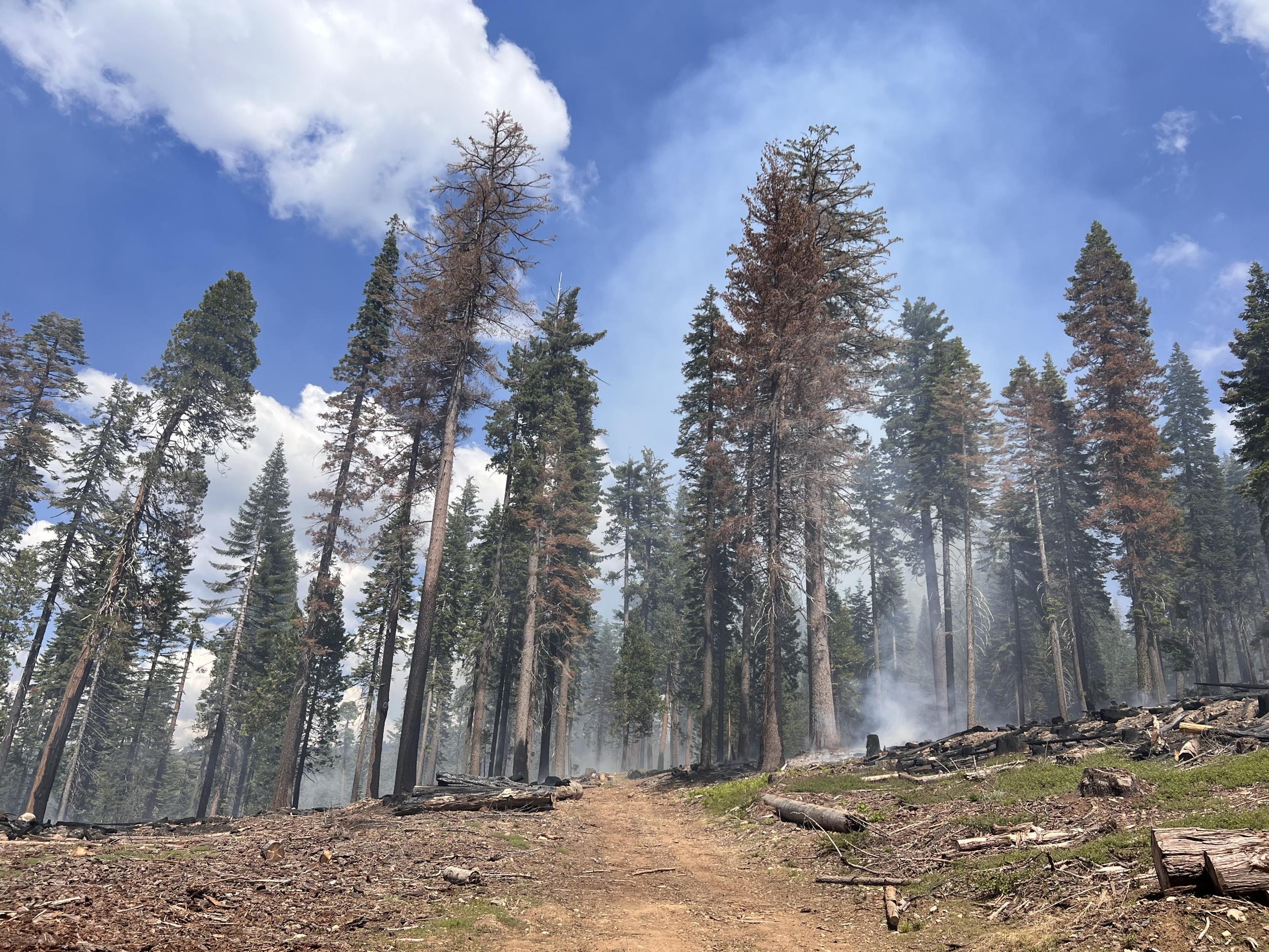 Hand line between two burn units on the French Meadows RX