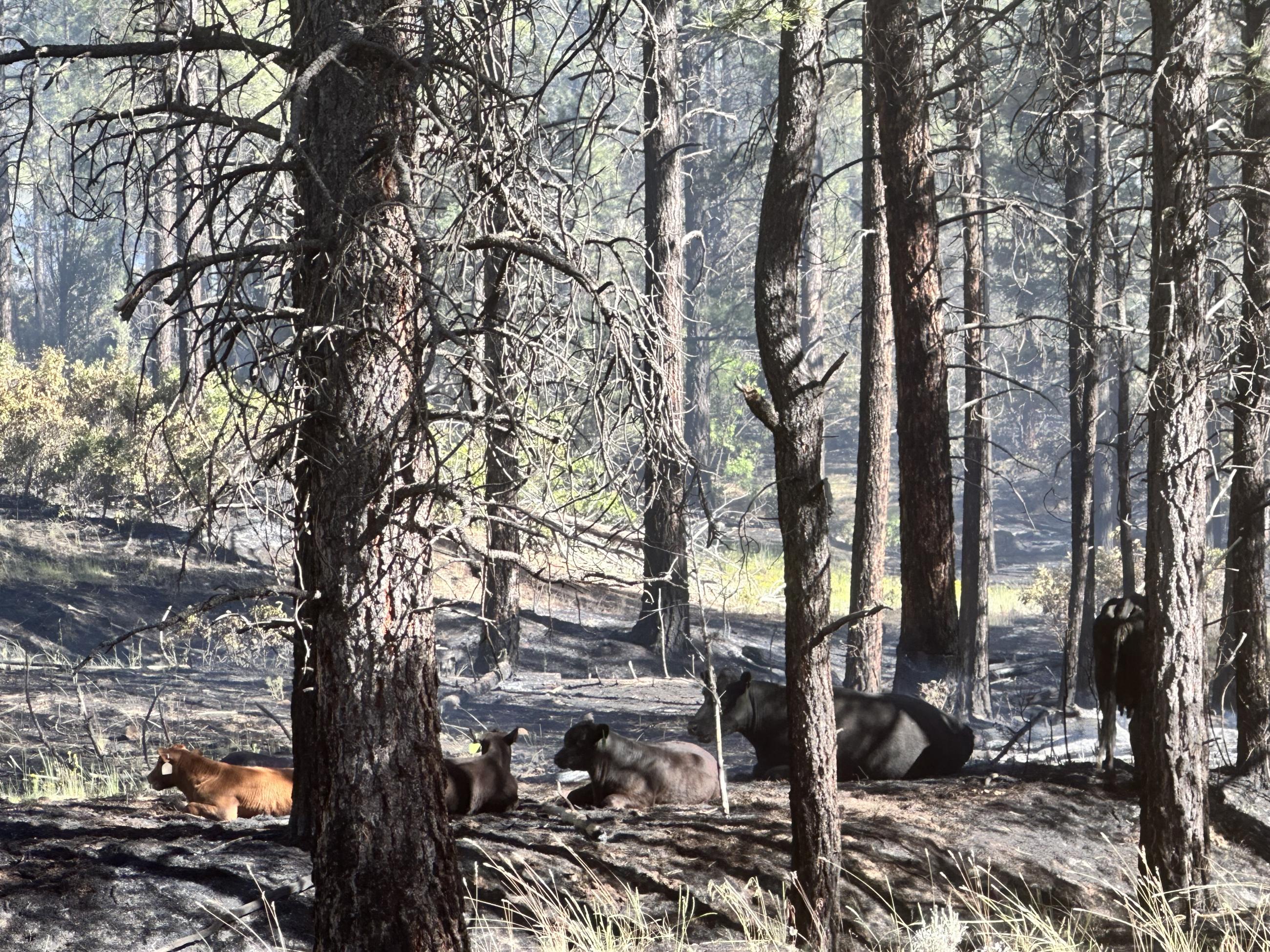 Cows in the soot from the Comanche fire