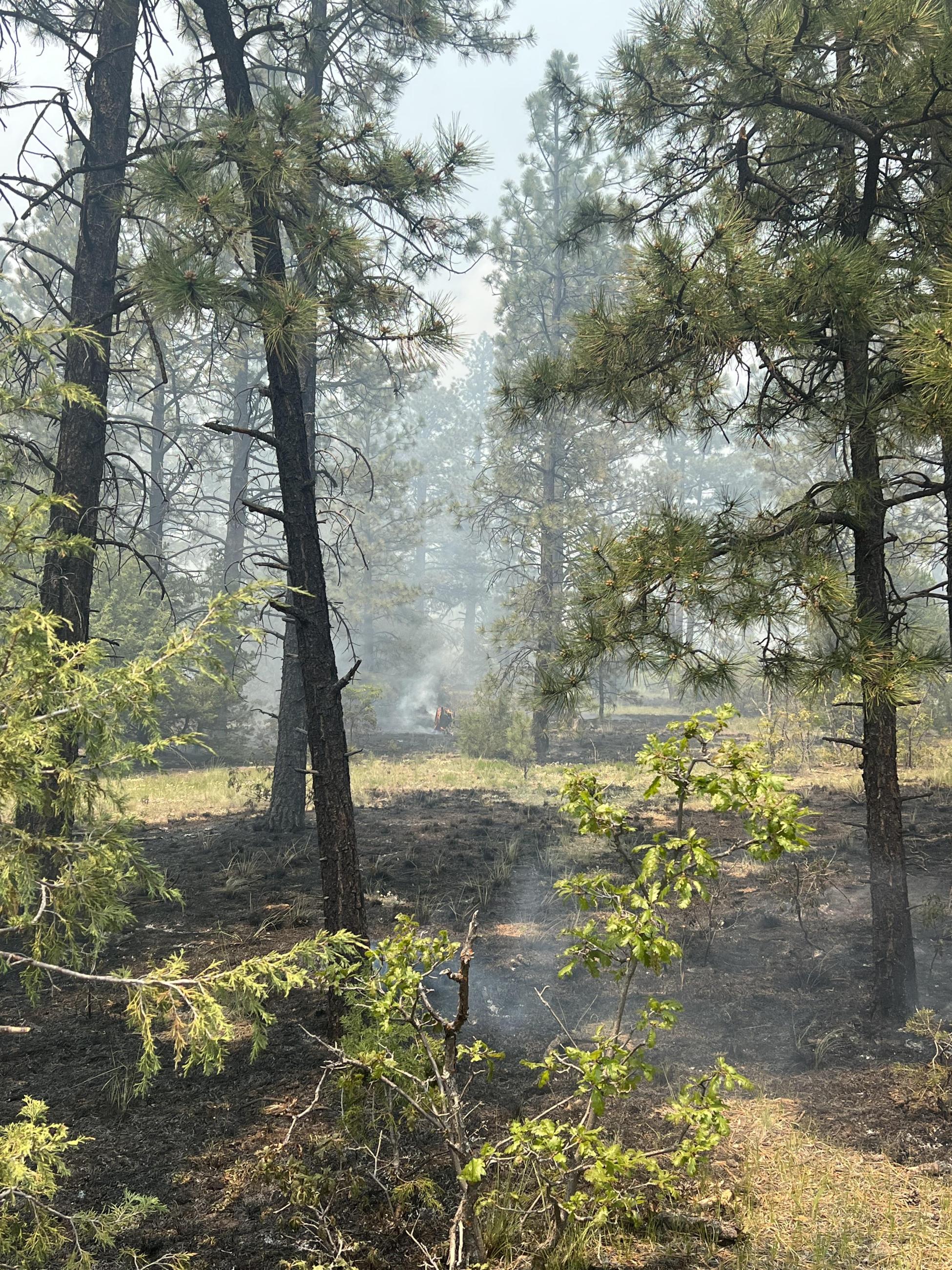 Dorado/Cañada Prescribed Fire 06.14.23