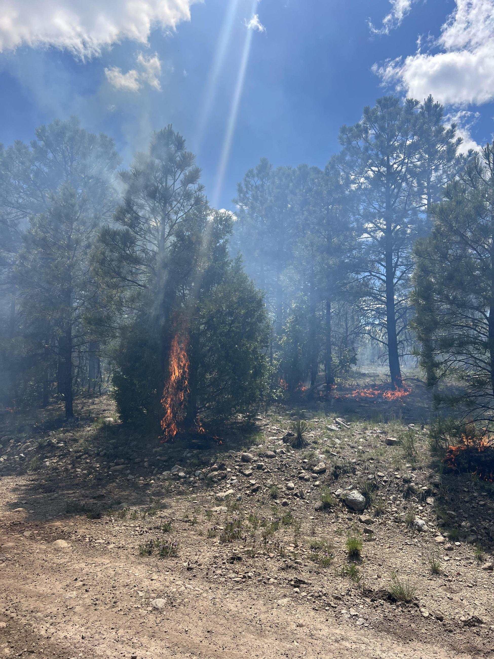 Dorado/Cañada Prescribed Fire 06.14.23 4