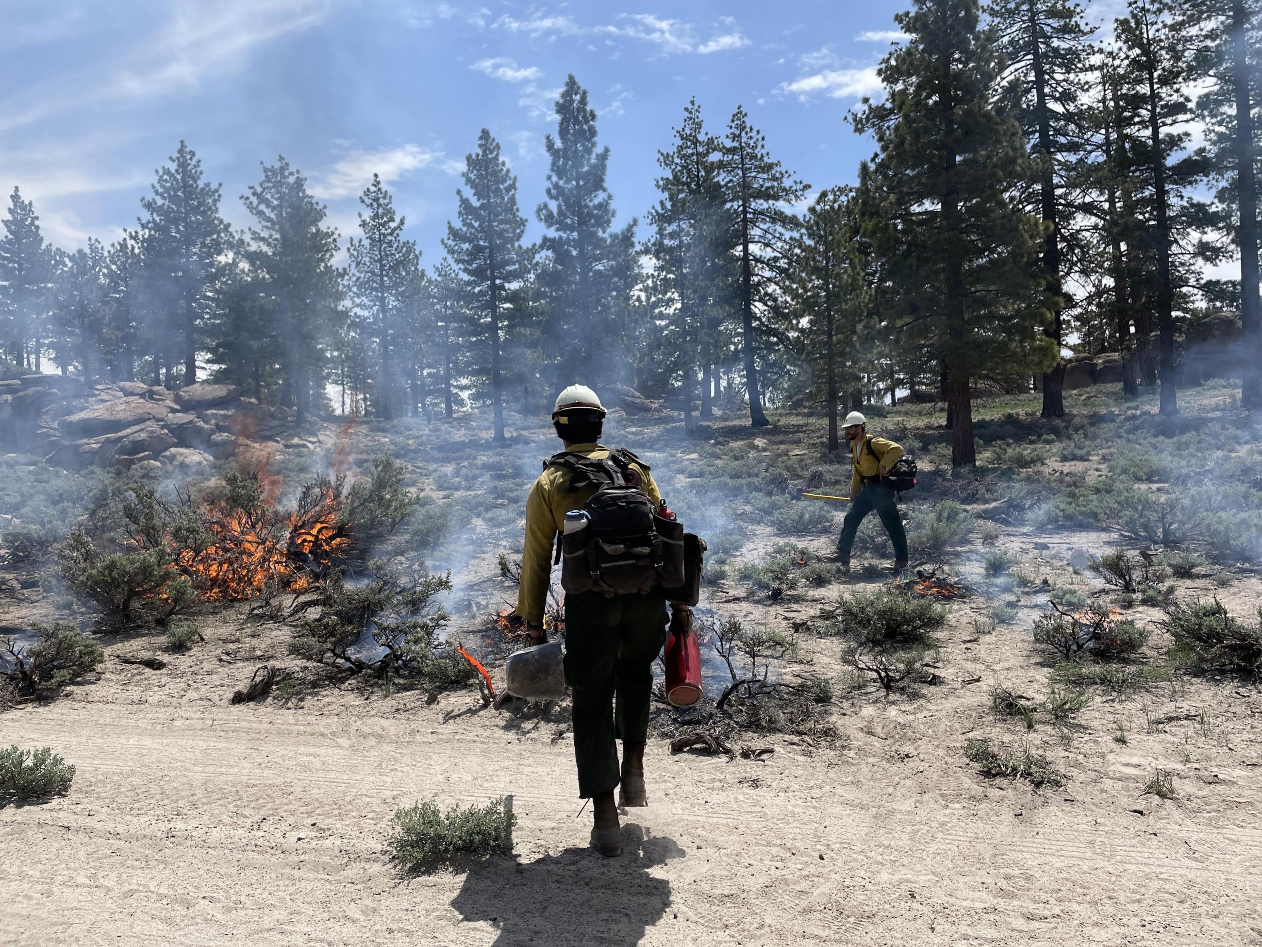 Image showing Burn in the Inyo NF Casa Diablo Prescribed Fire Project