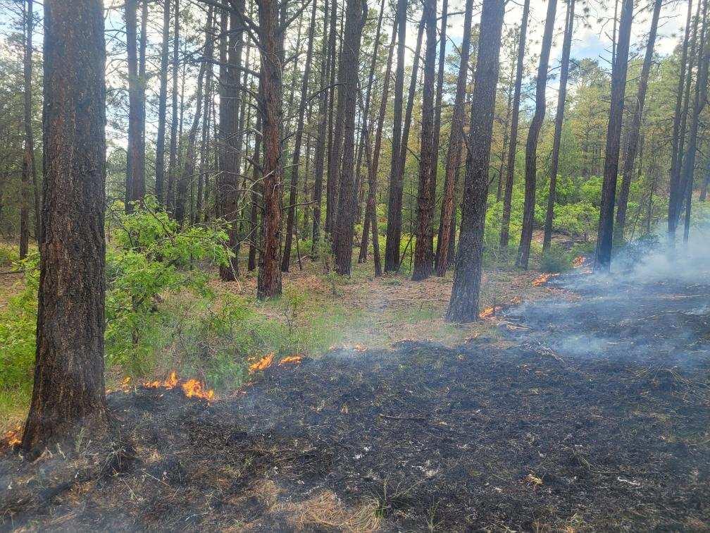 A photograph of a pine forest with fire creeping on the ground toward the left.