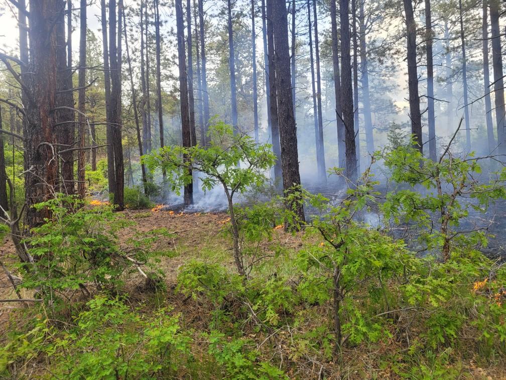 A photograph of a pine forest setting with smoke rising in the background.