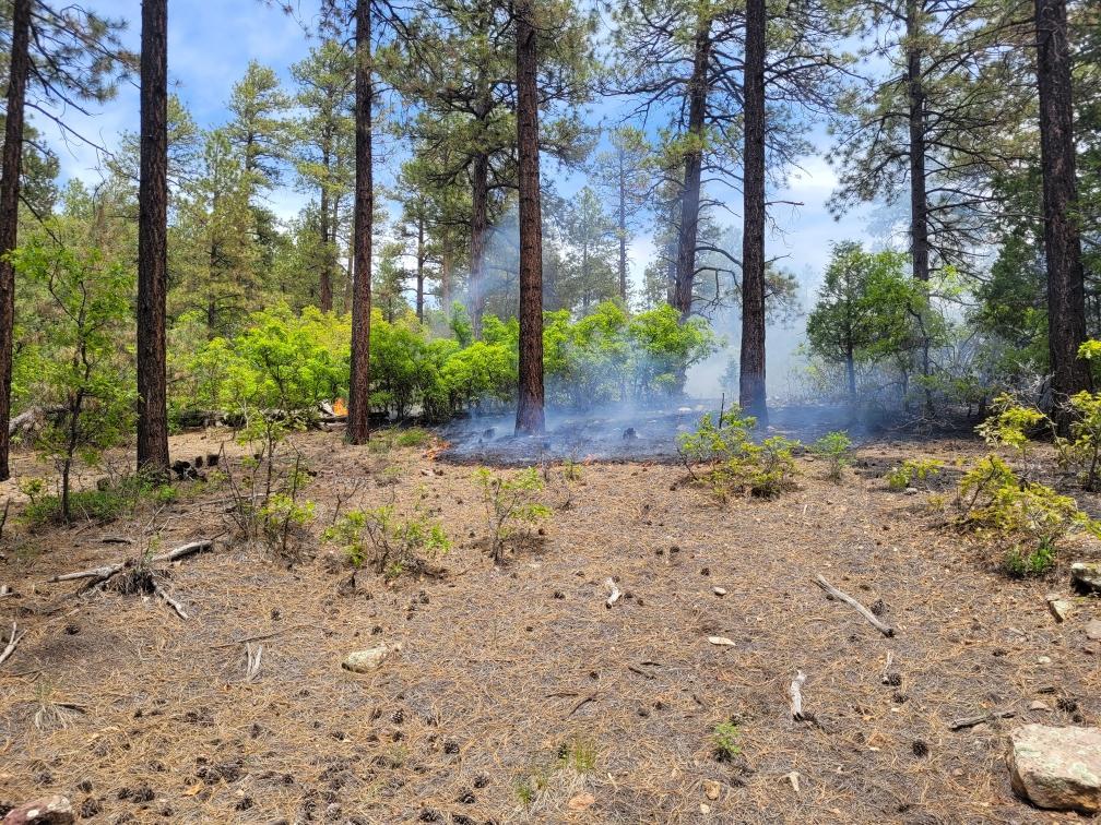 A photograph in a pine forest setting where smoke rises in the background from creeping fire.