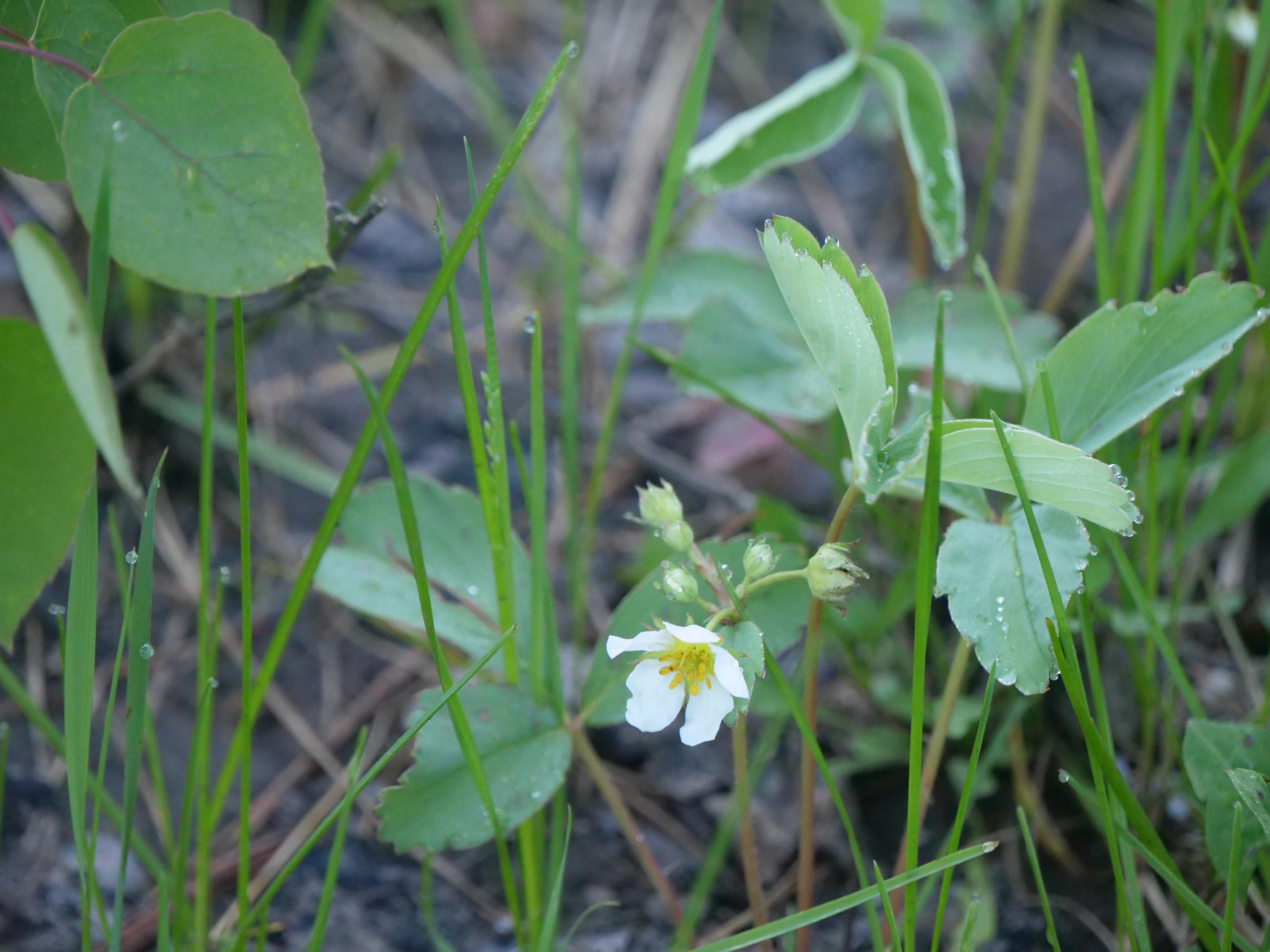 A wild strawberry plant blossoms amid green grass with a blackened area in the background.