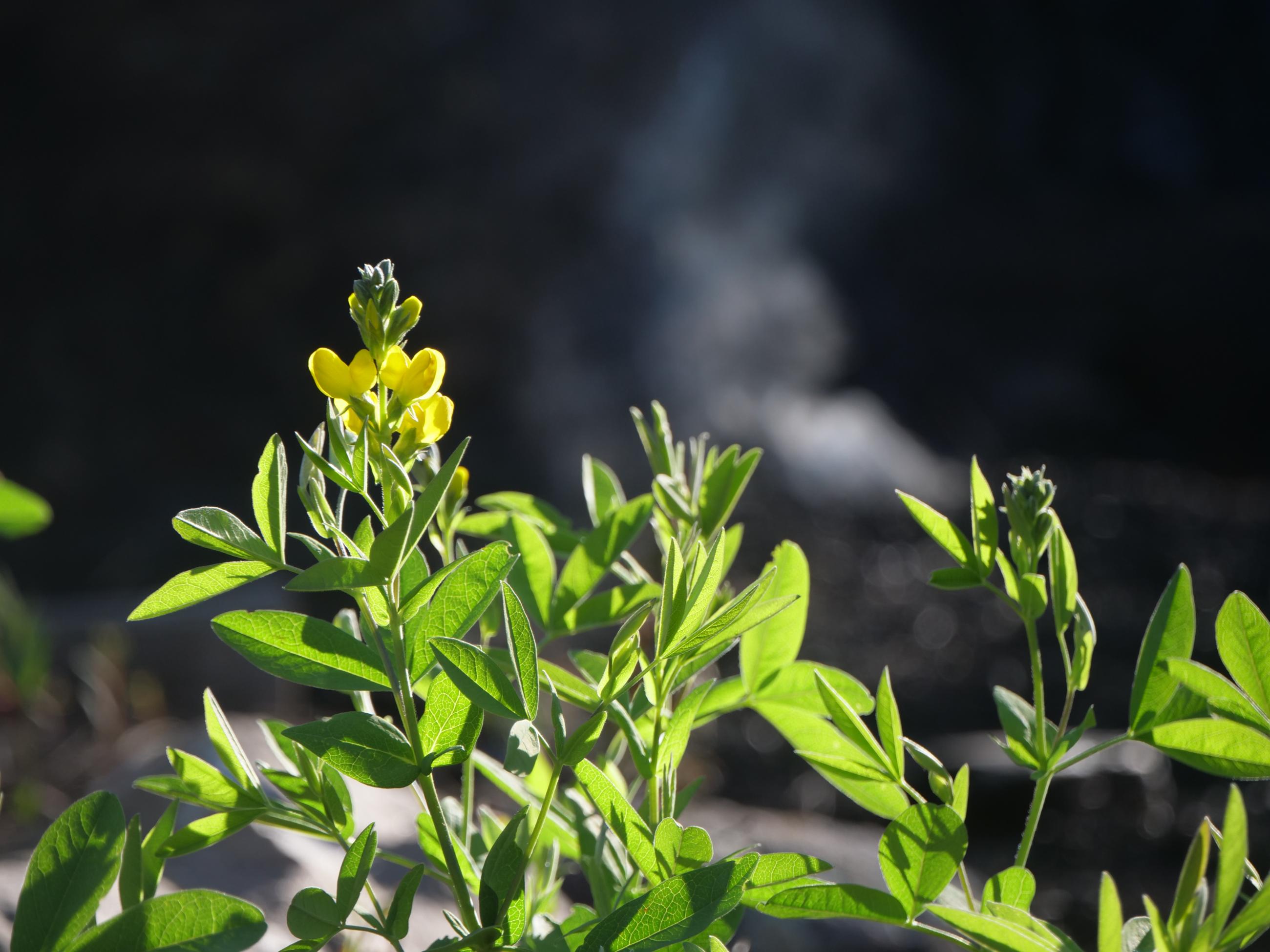 Yellow flowers and green foliage are in focus in the foreground with a wisp of smoke is seen in the background.