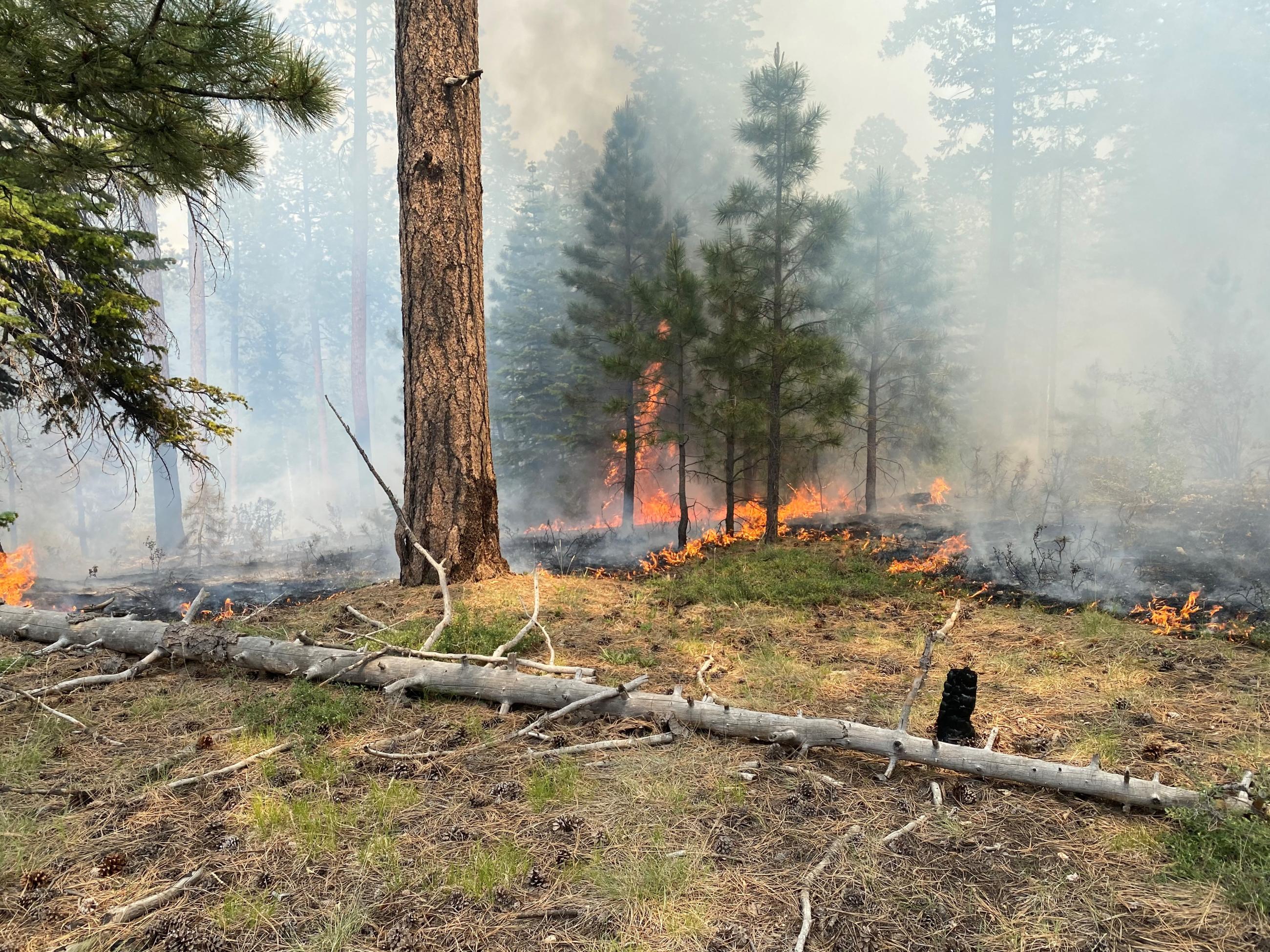 Fire burning in pine needles and small trees and shrubs, the trees in the background partially obscured by smoke.