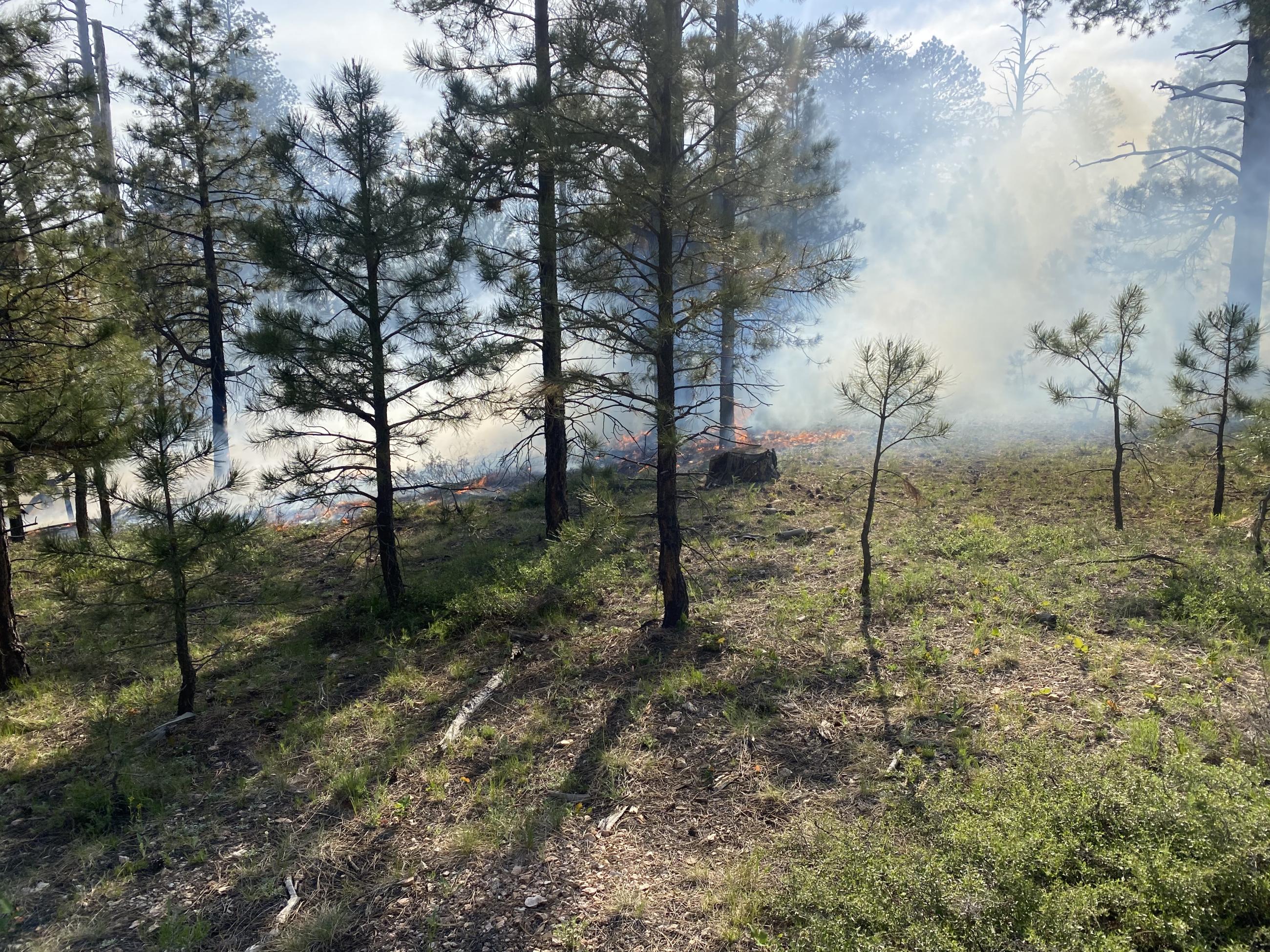A line of fire creeping through pine needles on the forest floor with light smoke in the background and small pine trees and green grasses in the foreground.