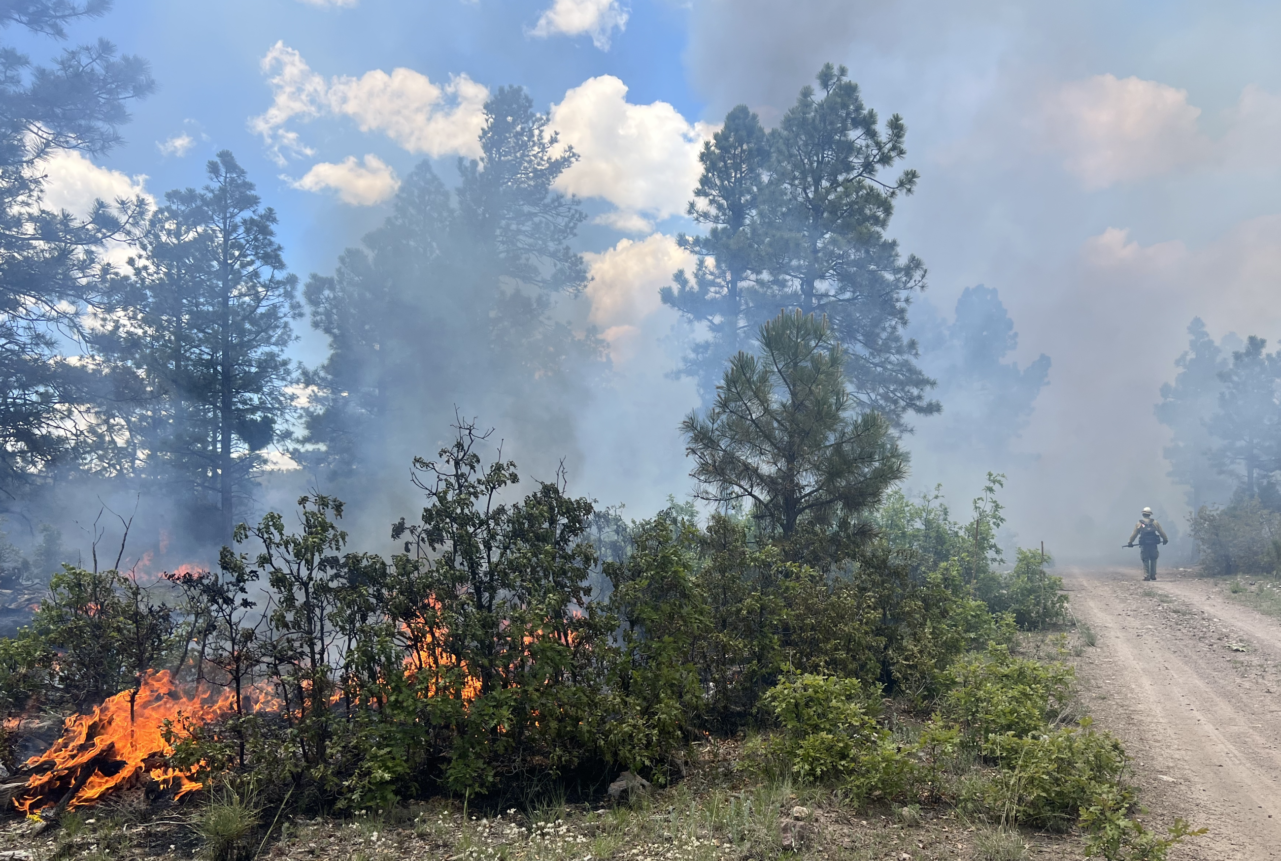 Gila Hotshot monitors the line on the Dorado/Cañada RX fire 06.15.23