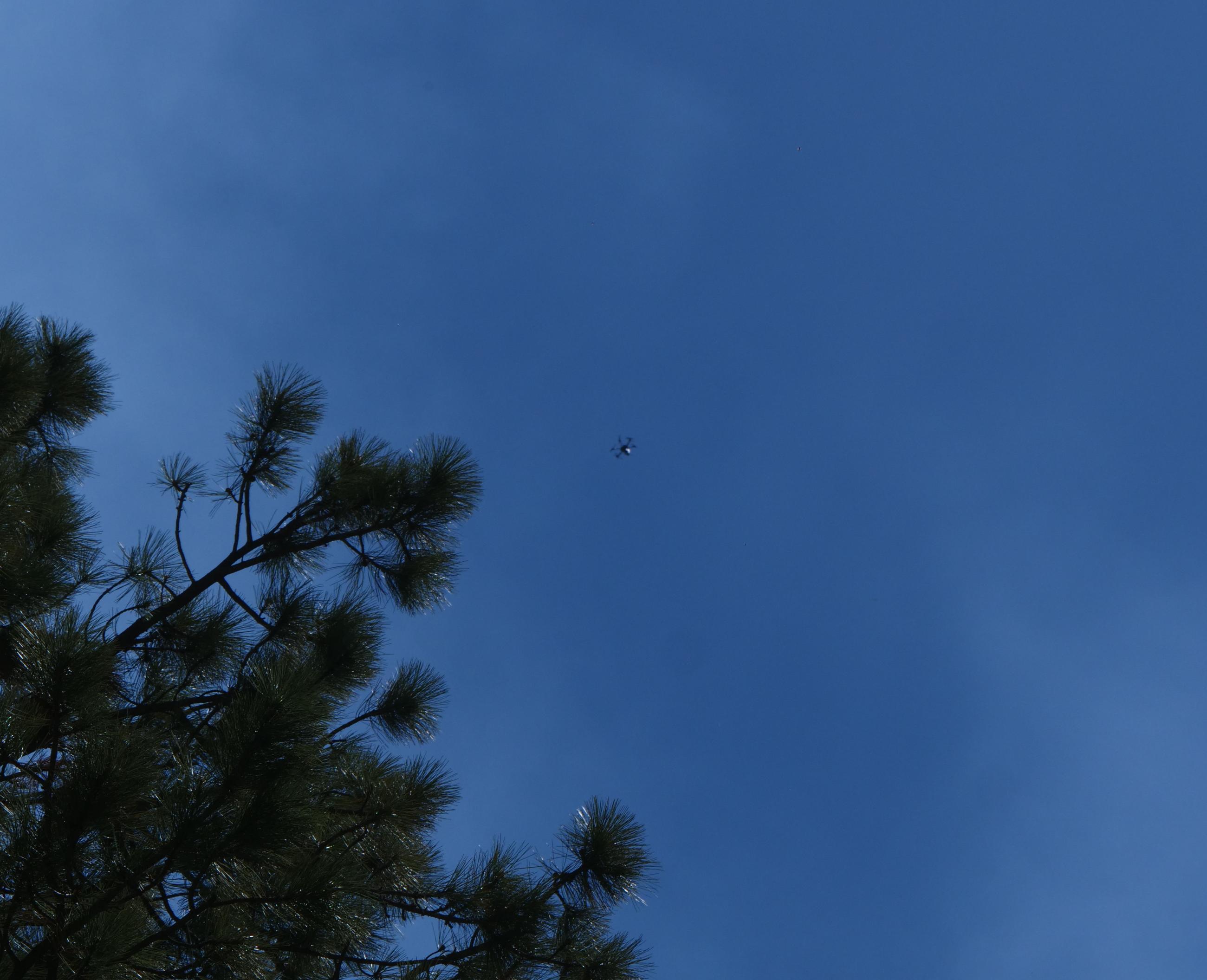Picture looks up toward a blue sky with a small drone at the center and a pine tree at right.