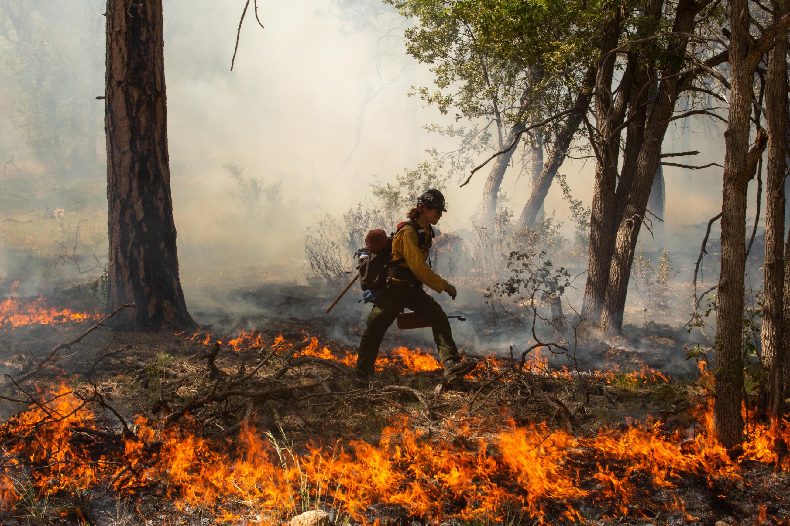 A firefighter carries a drip torch across the forest floor while flames consume the foreground of the photo