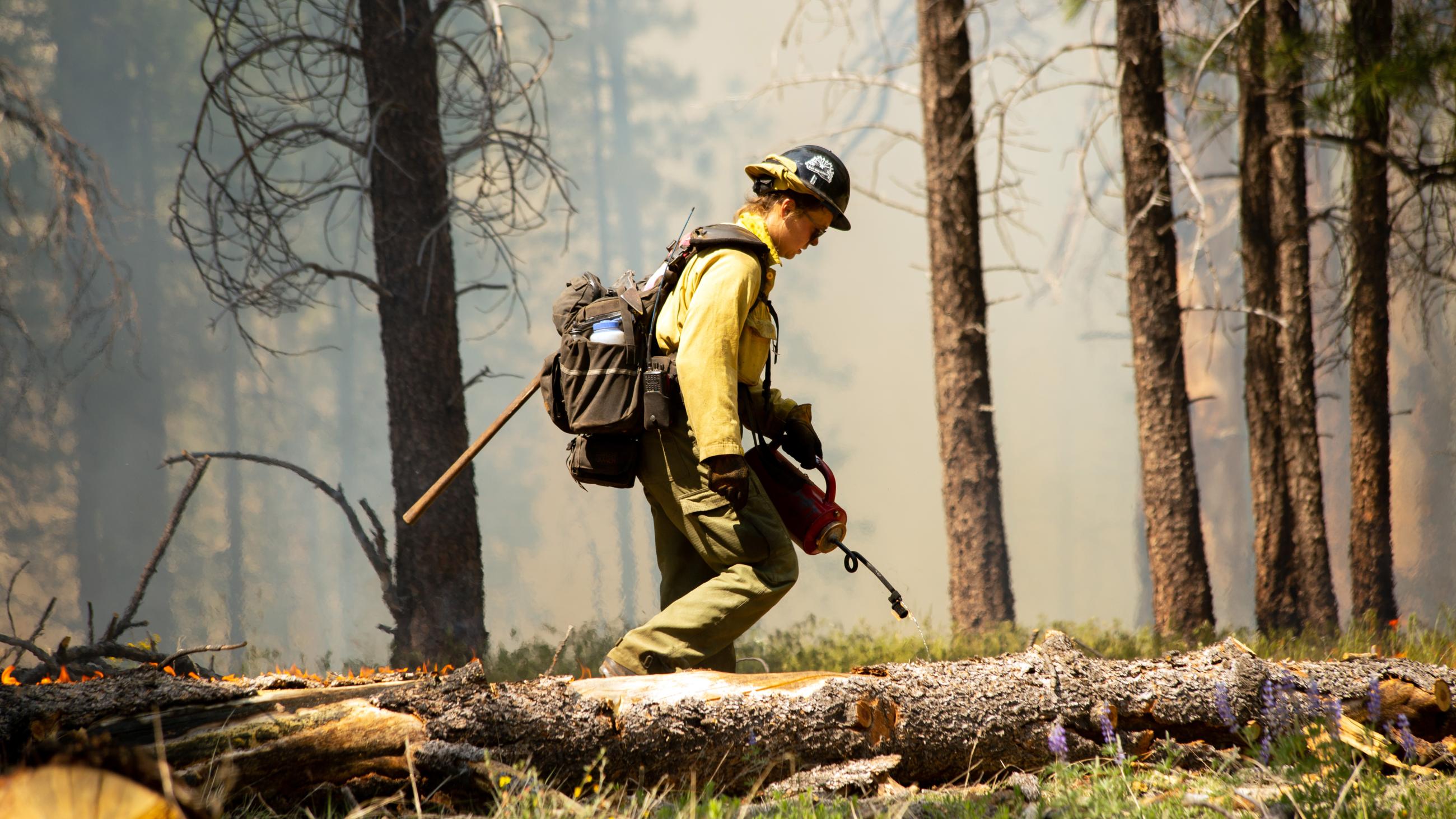 A firefighter wearing a yellow Nomex shirt carries a drip torch across the forest floor.