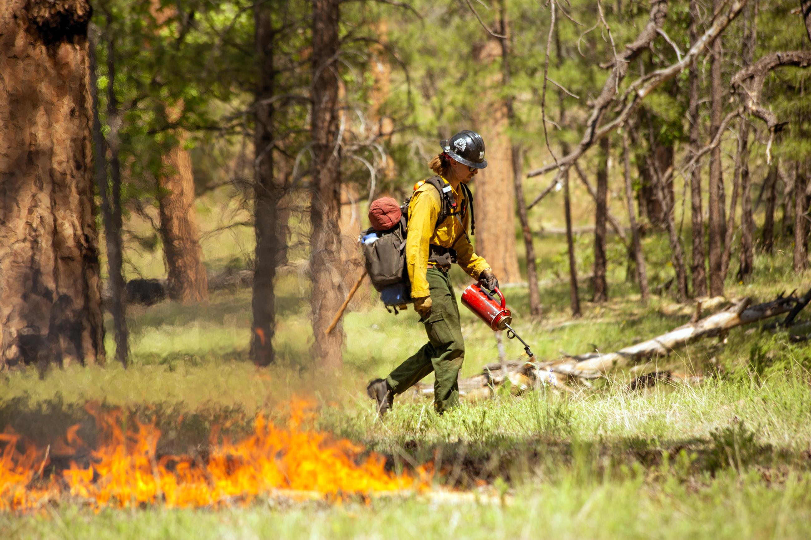 A firefighter wearing a yellow Nomex shirt carries a drip torch to spread fire across a forest floor.