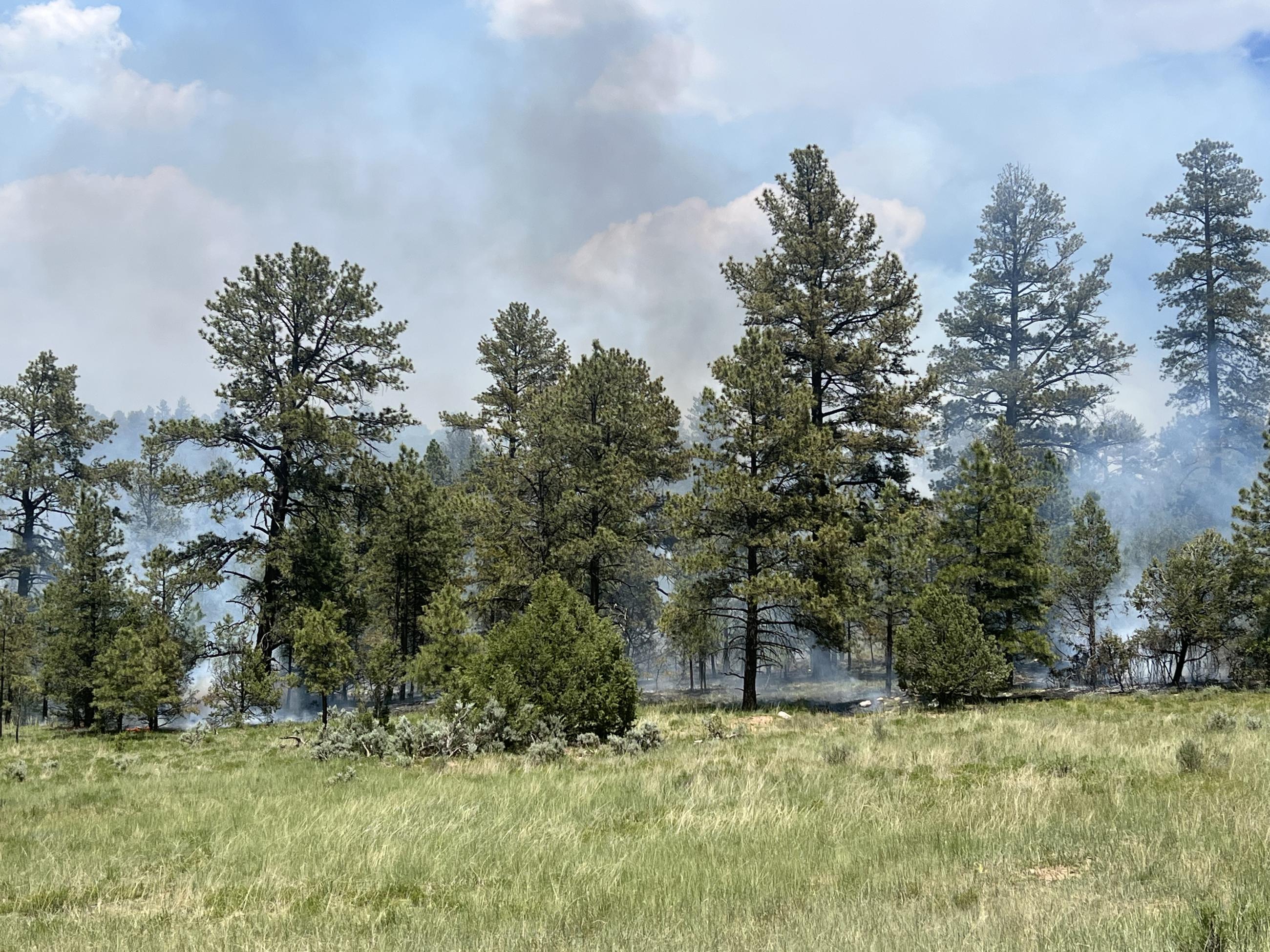 Fire burning at the edge of a meadow.