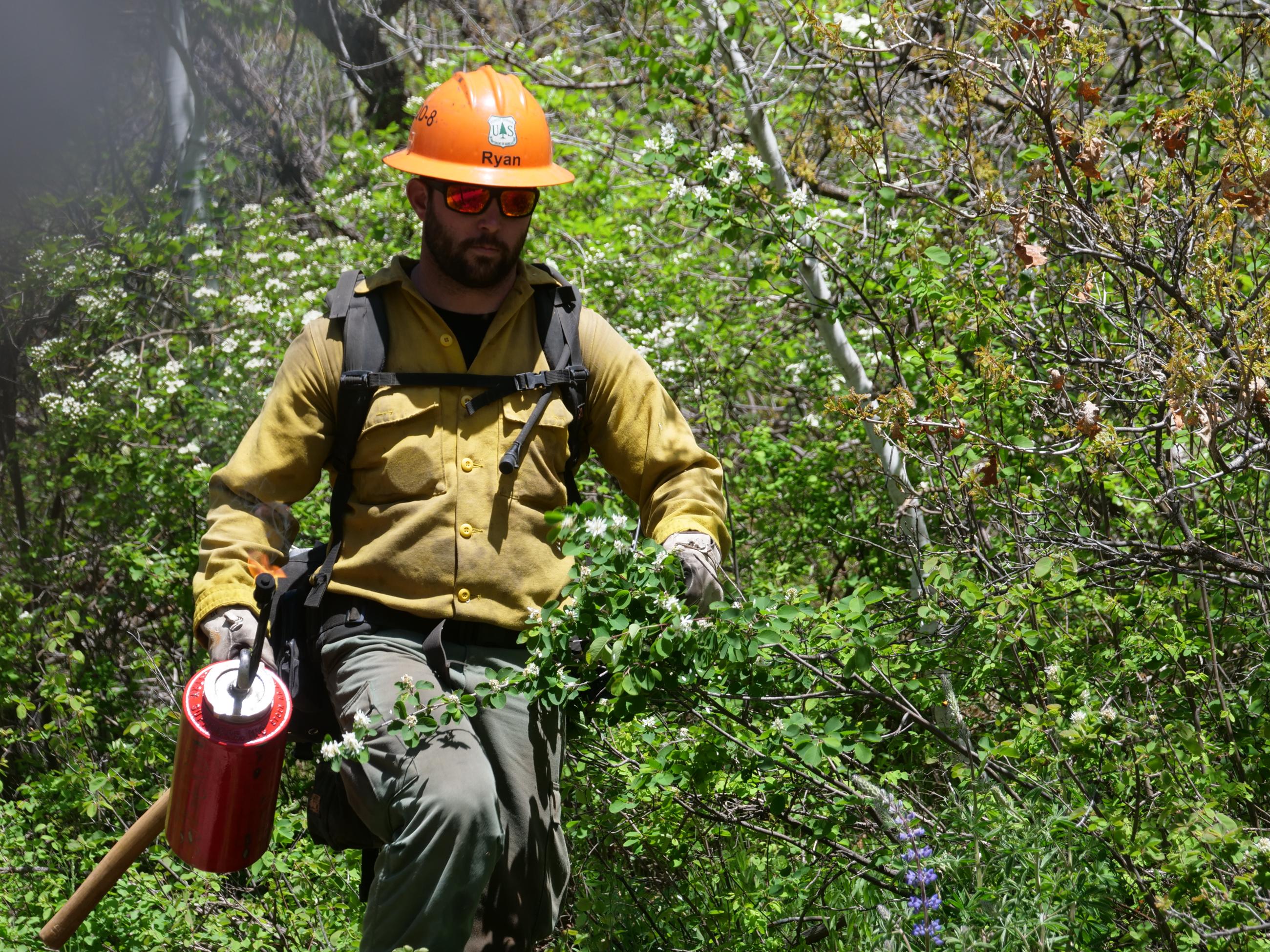 A firefighter with a drip torch and wearing gloves and an orange hard hat is seen walking through a bushy area..