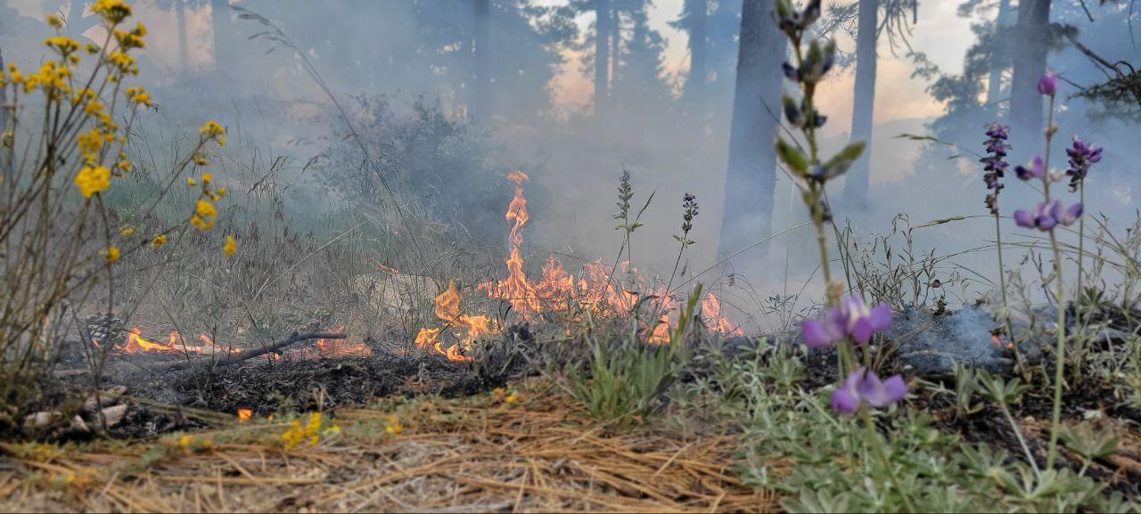 Fire consuming fuels on the Thomas Mountain Prescribed Burn 6/18/23