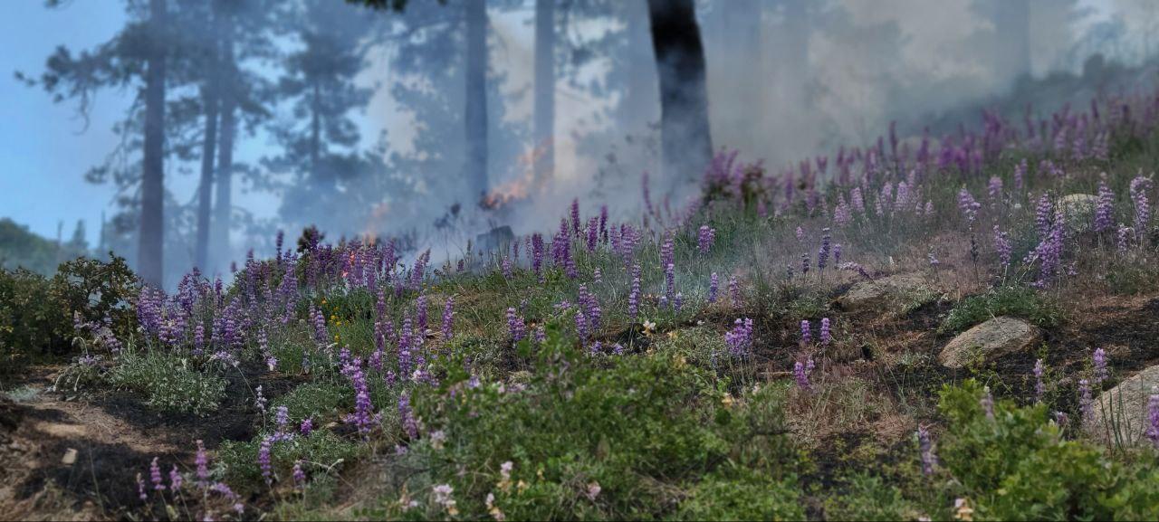 Wild Lupine flowers on Thomas Mountain with fire in the background on the Thomas Mountain Burn 6/18/23