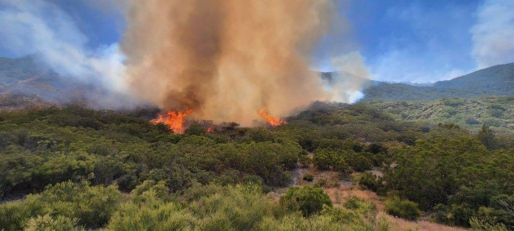 Heavey smoke from interior fuels being consumed on the Thomas Mountain Prescribed Burn 6/23/23