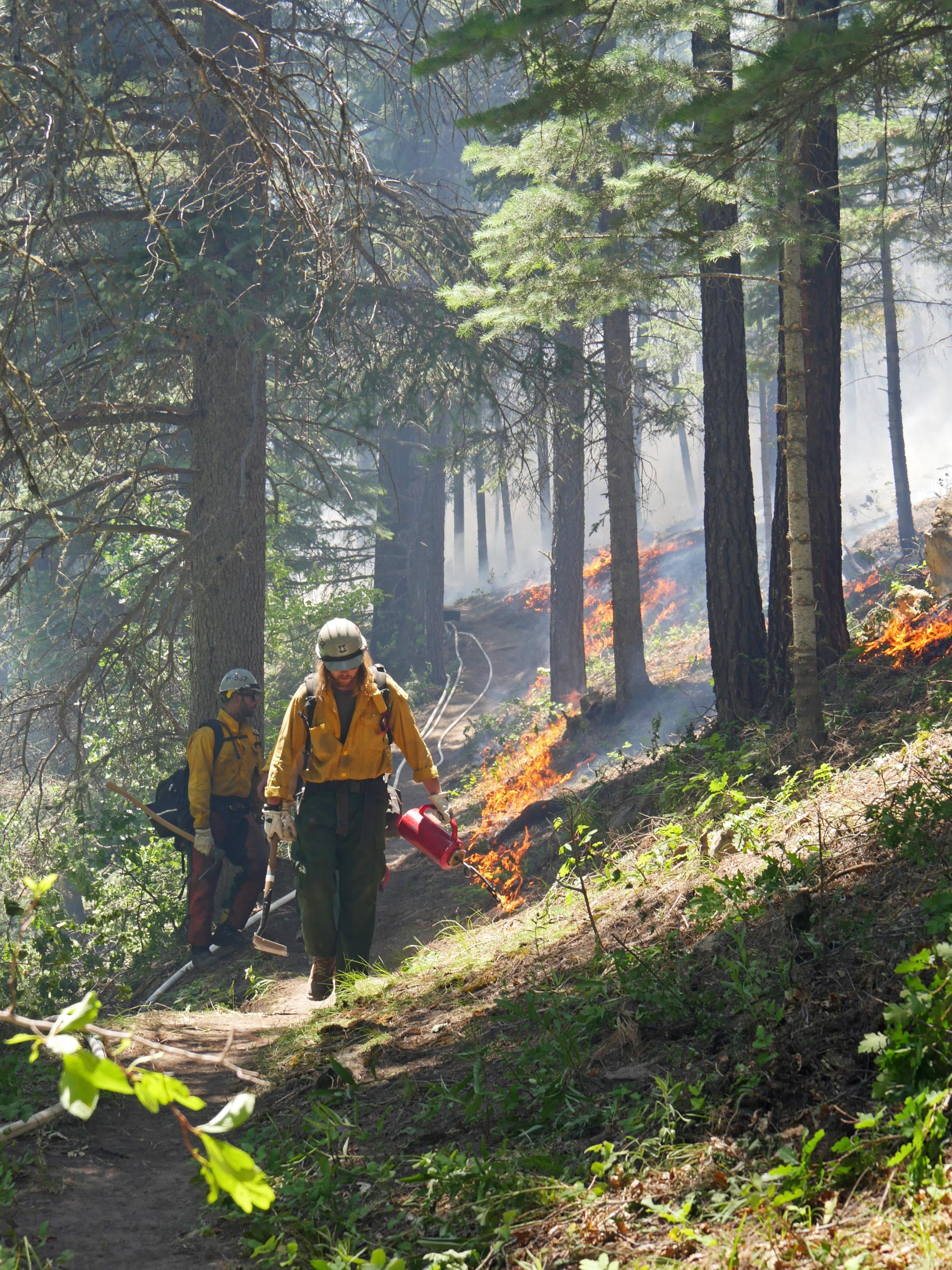 1 firefighter monitors fire behavior on a forest hillside while another walks along a previously constructed handline. The second firefighter is using a drip torch to put fire on the ground to strengthen the previously constructed handline. A white hose lay runs along the handline as a contingency if needed.