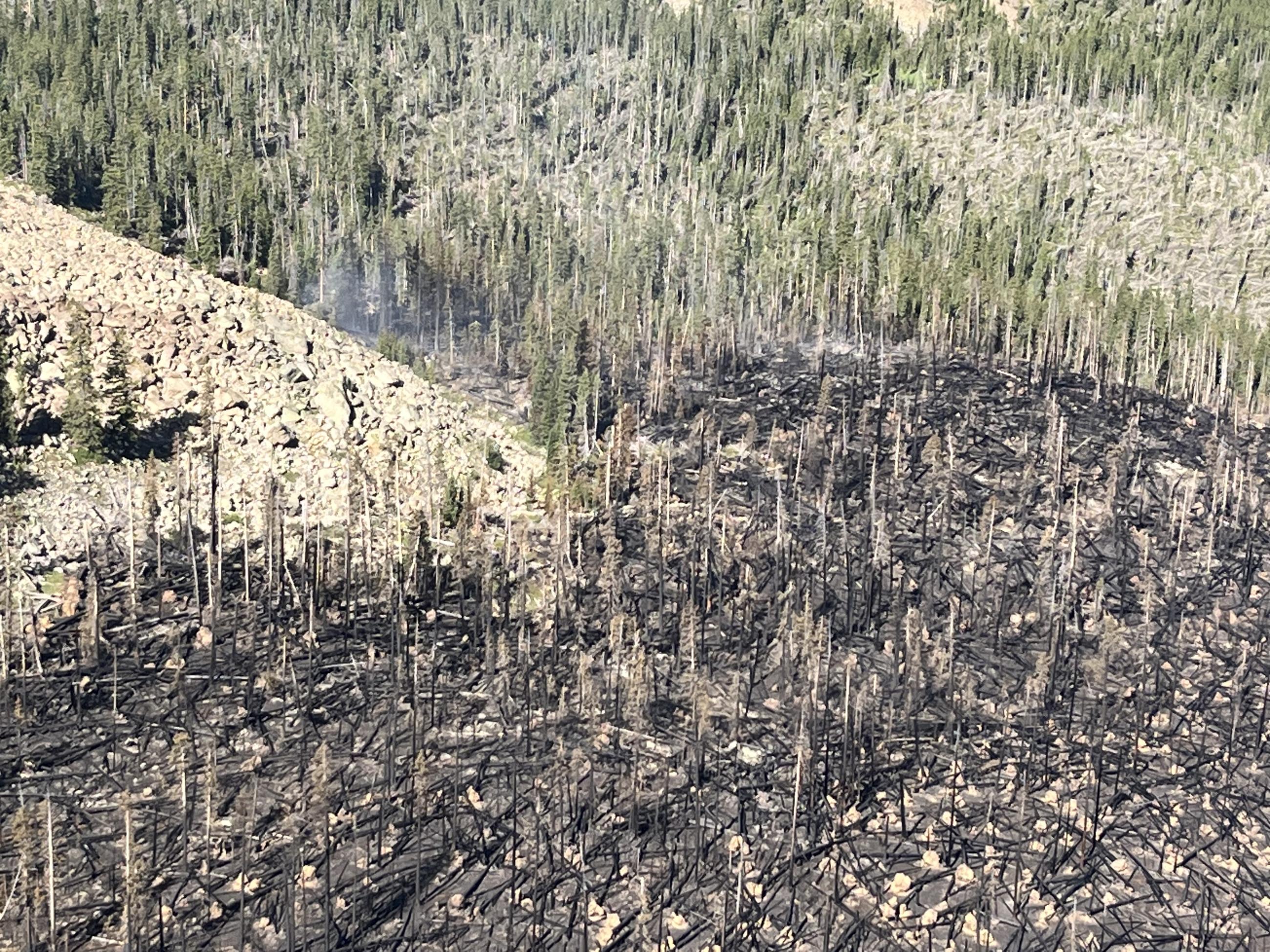 Devil's Thumb Fire burned timber and blow down