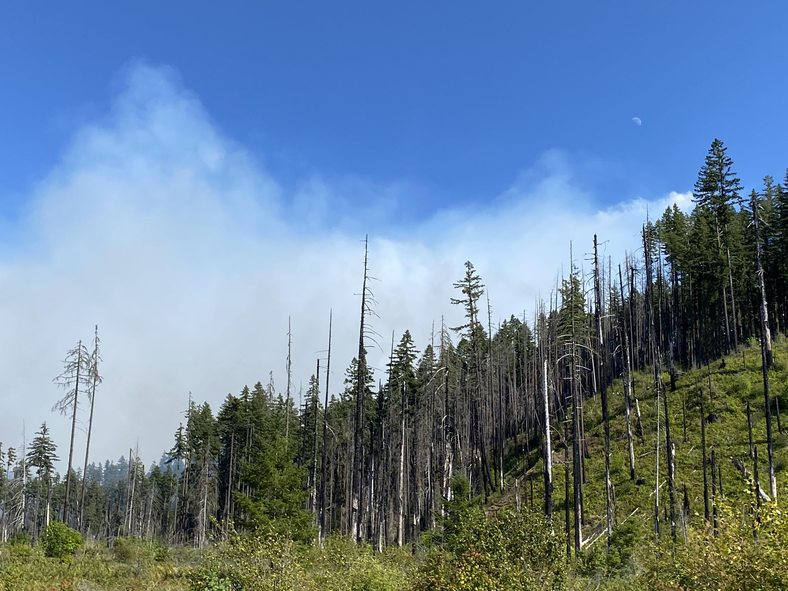 Smoke from the Bedrock Fire visible behind a slope with many snags, July 25, 2023
