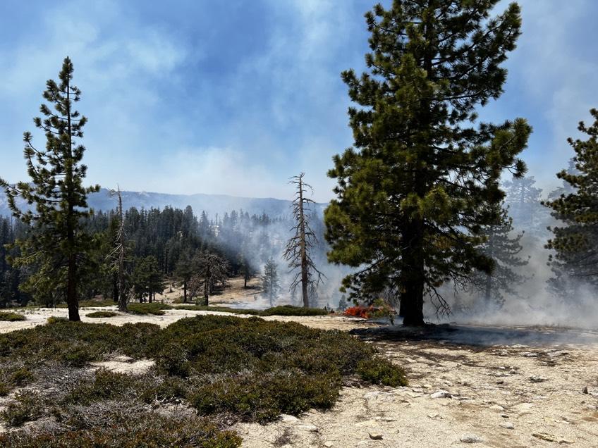 Wildland fire in a thinly wooded area, smoke and small flame is visible.