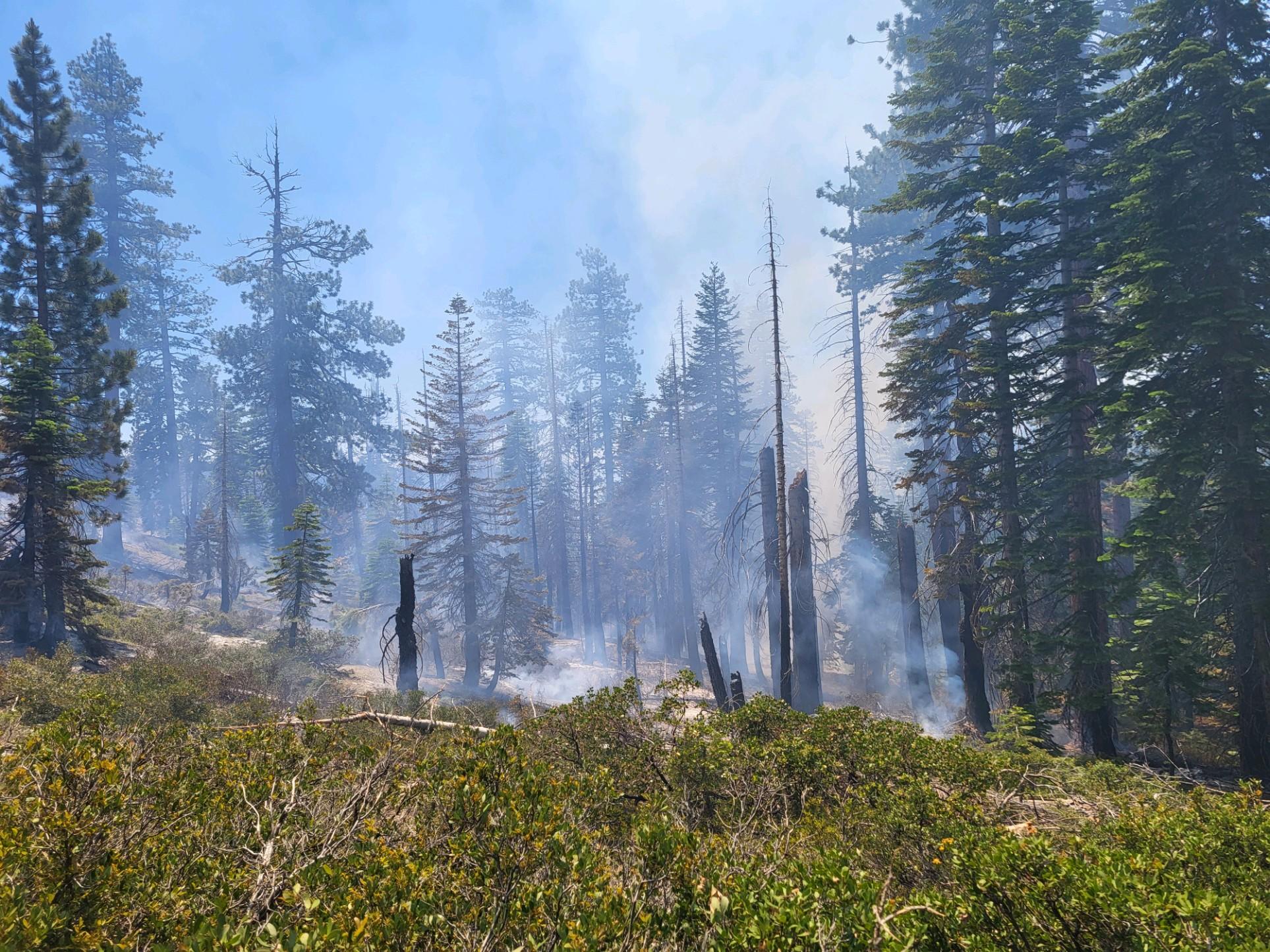 High country pine forest with smoke and fire against a blue sky.