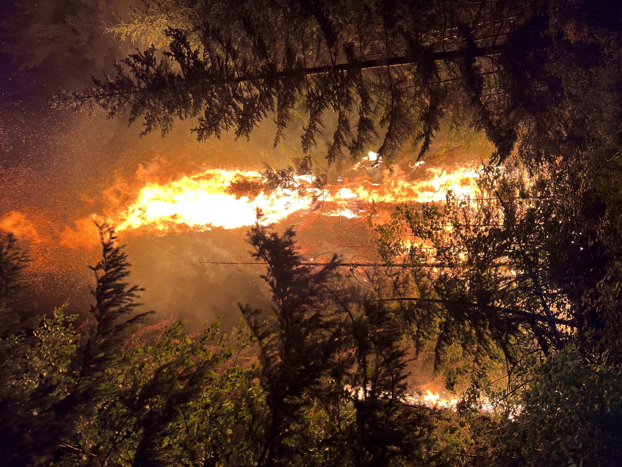 Large tree engulfed in flames