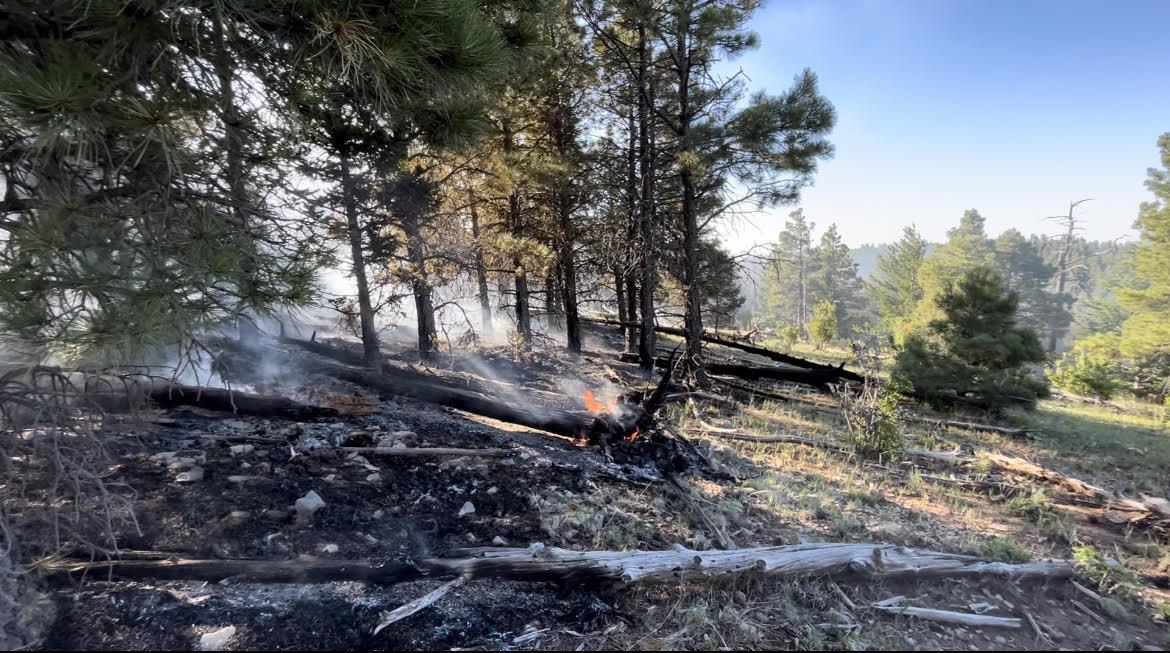 A fire moves across the forest floor. 