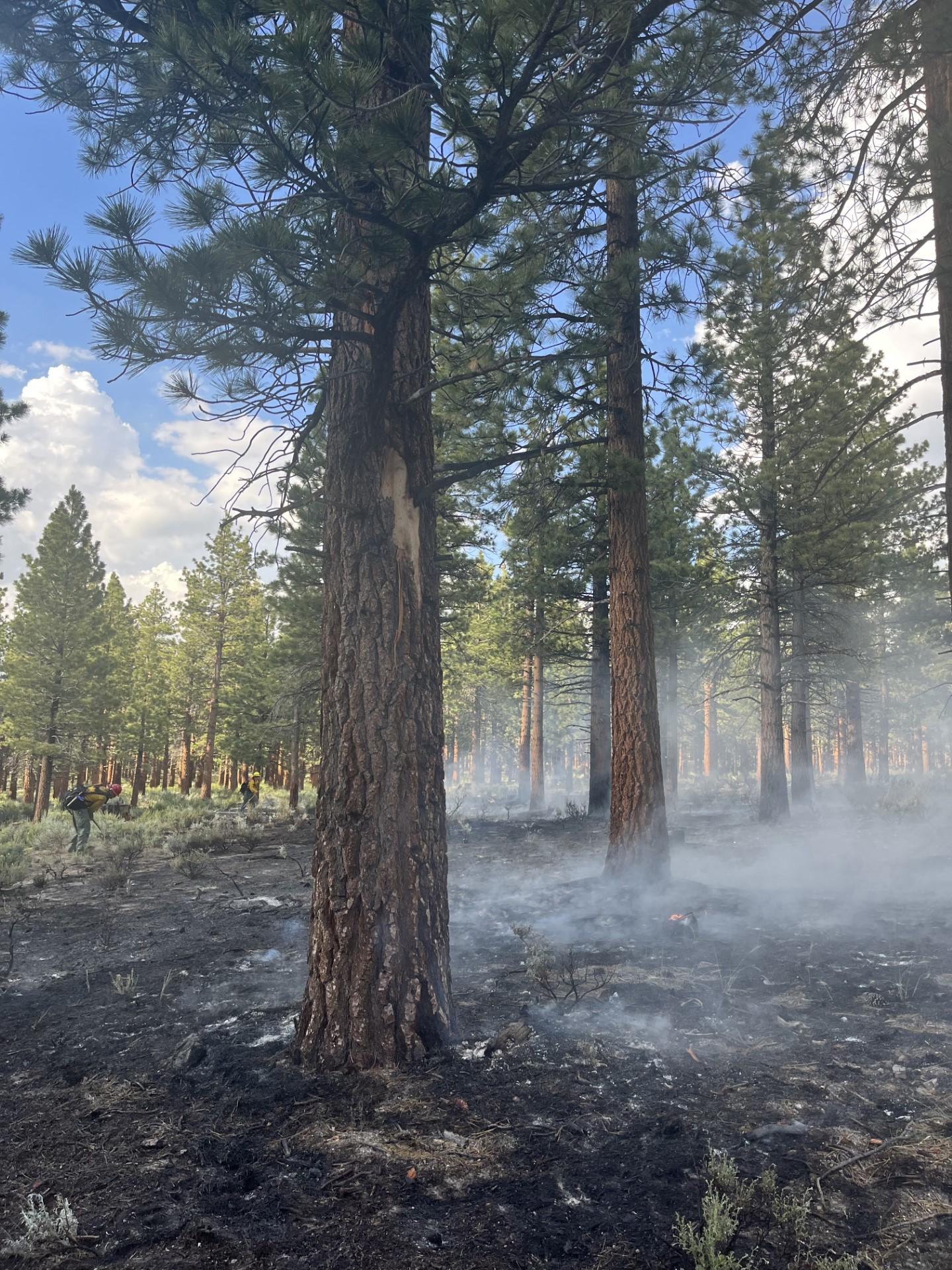Image showing smoke, fire, trees, sky, firefighters