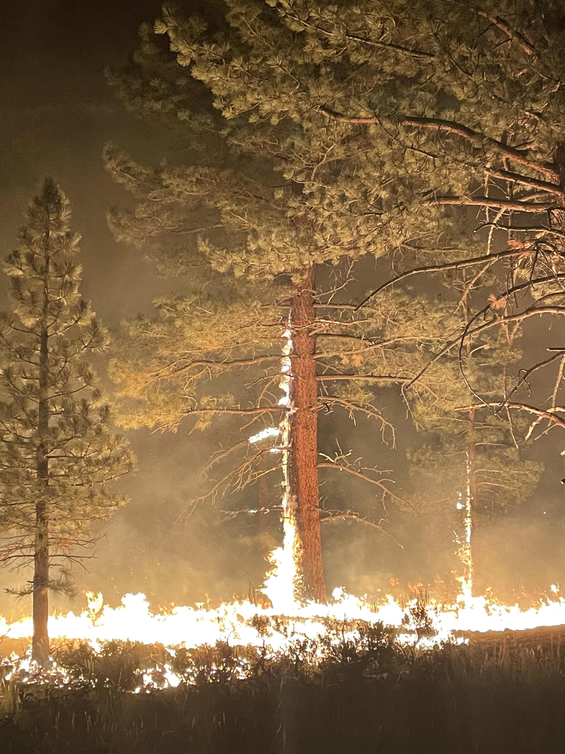 fire, night, trees