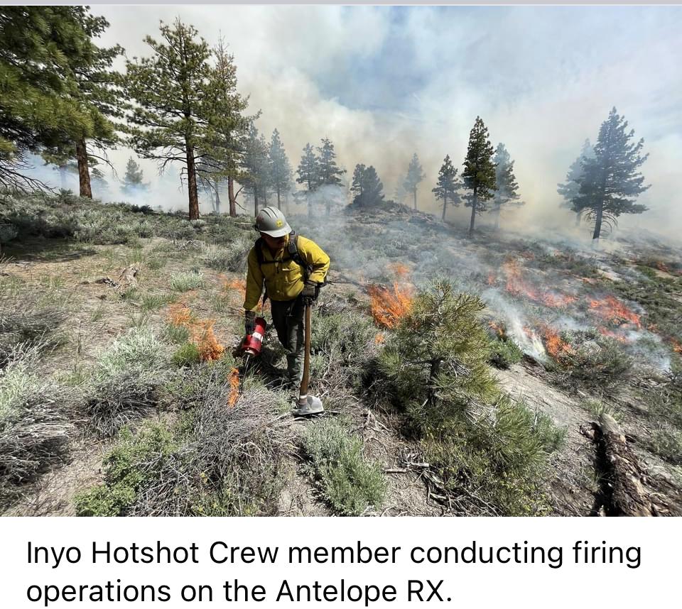 Image showing firefighter using drip torch to light fire onto vegetation with trees in background