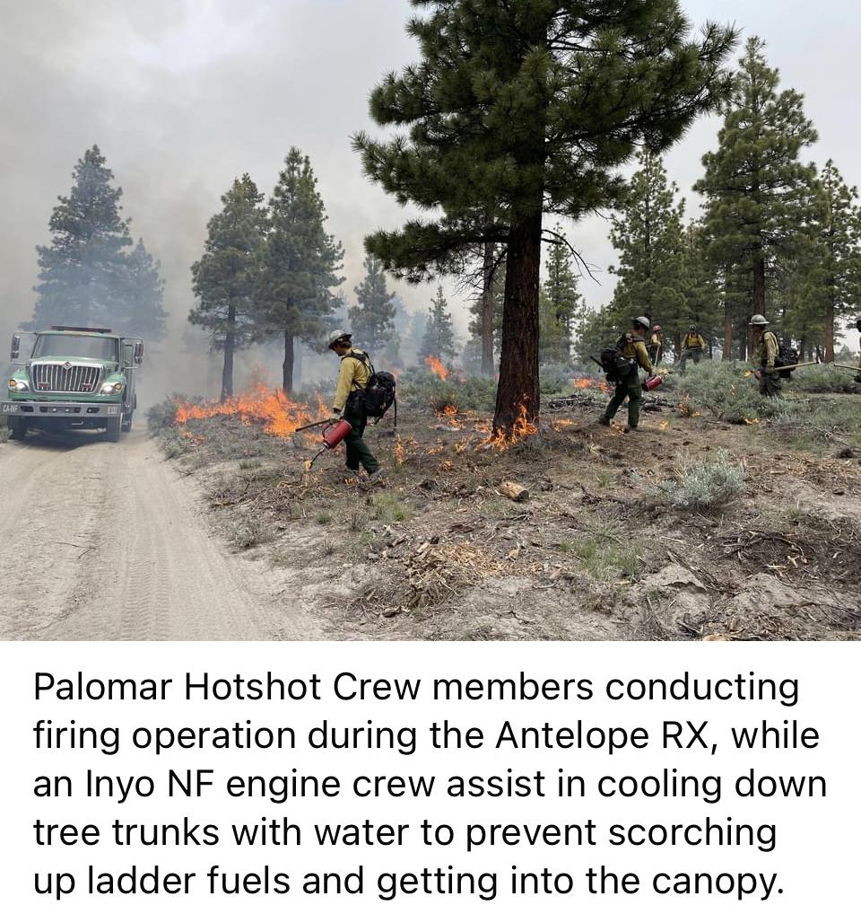 Image showing Palomar Hotshot crew member conducting firing operations during the Antelope RX, while an Inyo NF engine crew assists in cooling down tree trunks with water to prevent scorching up ladder fuels and getting into the canopy