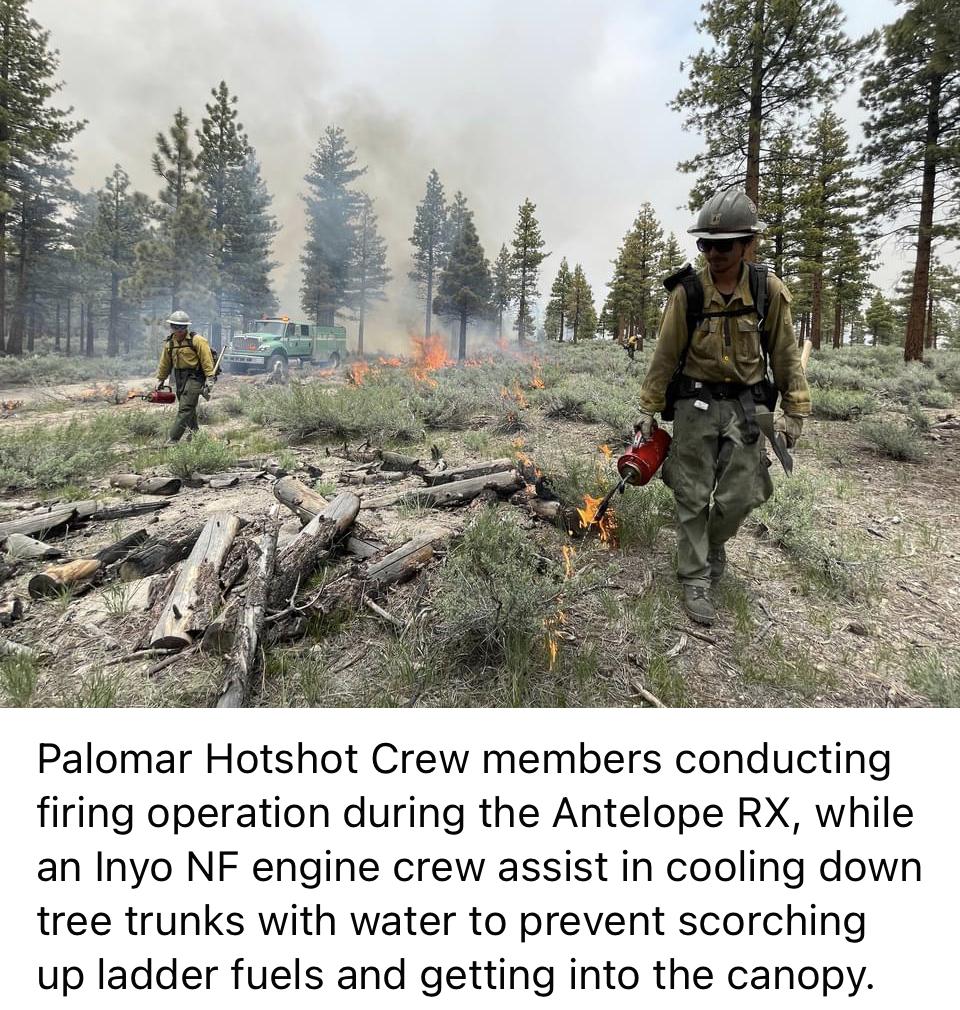 Image showing a Palomar Hotshot crew member conducting firing operations during the Antelope RX, while an Inyo NF engine crew assists in cooling down tree trunks with water to prevent scorching up ladder fuels and getting into the canopy