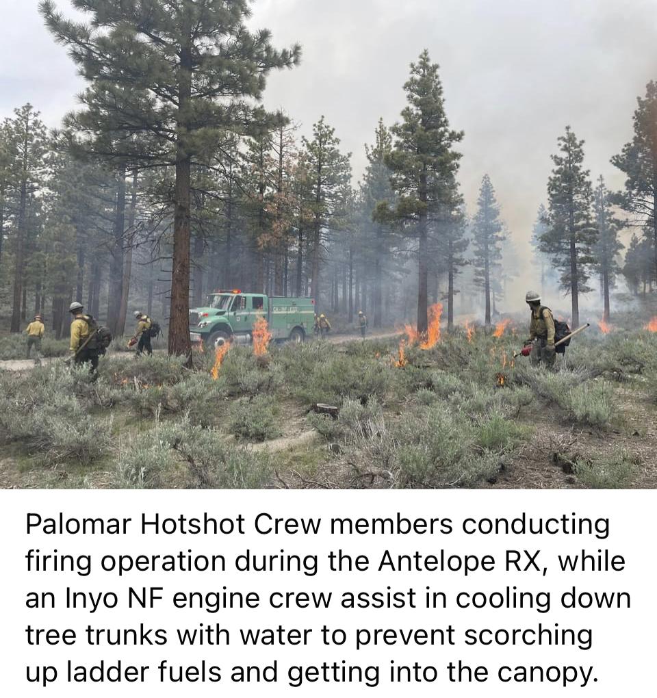 Image showing a Palomar Hotshot crew member conducting firing operations during the Antelope RX, while an Inyo NF engine crew assists in cooling down tree trunks with water to prevent scorching up ladder fuels and getting into the canopy