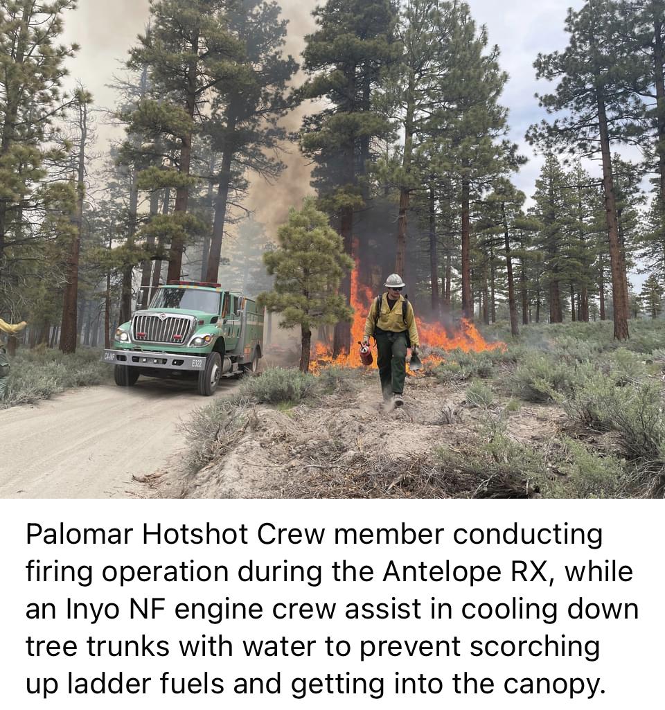 Image showing a Palomar Hotshot crew member conducting firing operations during the Antelope RX, while an Inyo NF engine crew assists in cooling down tree trunks with water to prevent scorching up ladder fuels and getting into the canopy