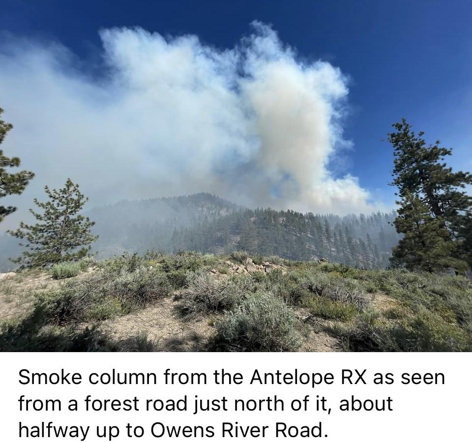 Image showing Smoke column from the Antelope RX as seen from a forest road just north of it, about halfway up to Owens River Road